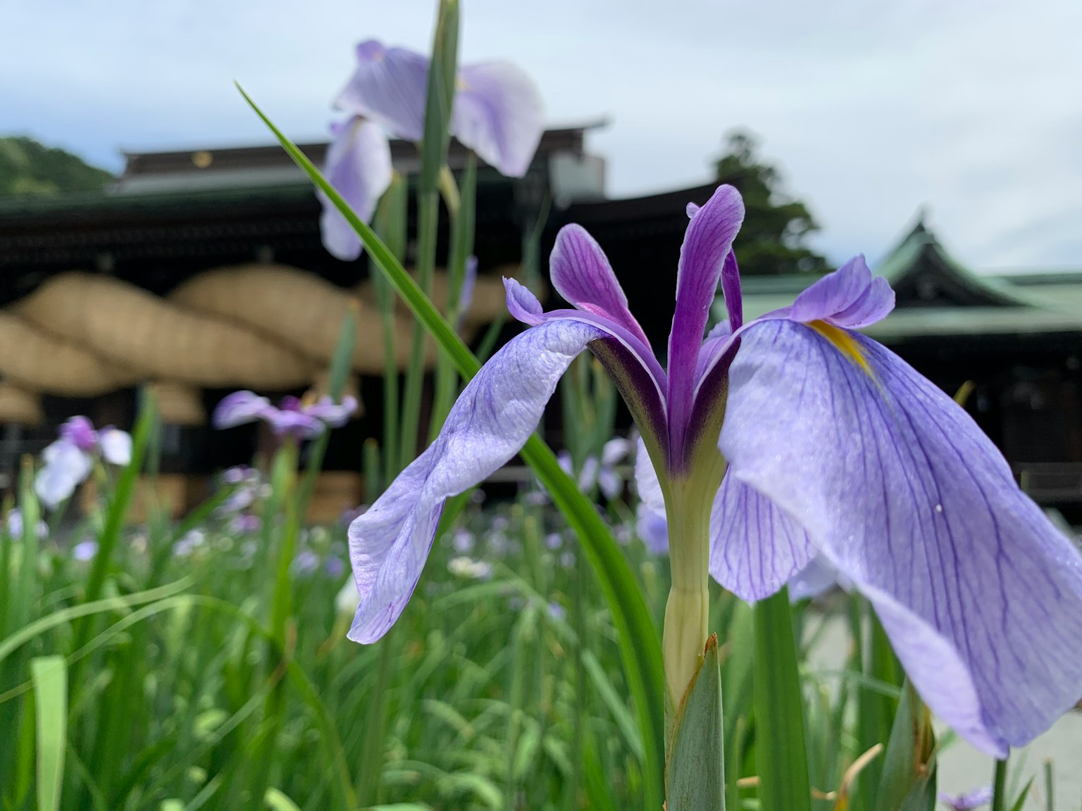 Primo piano di un fiore di iris viola con un edificio tradizionale sullo sfondo