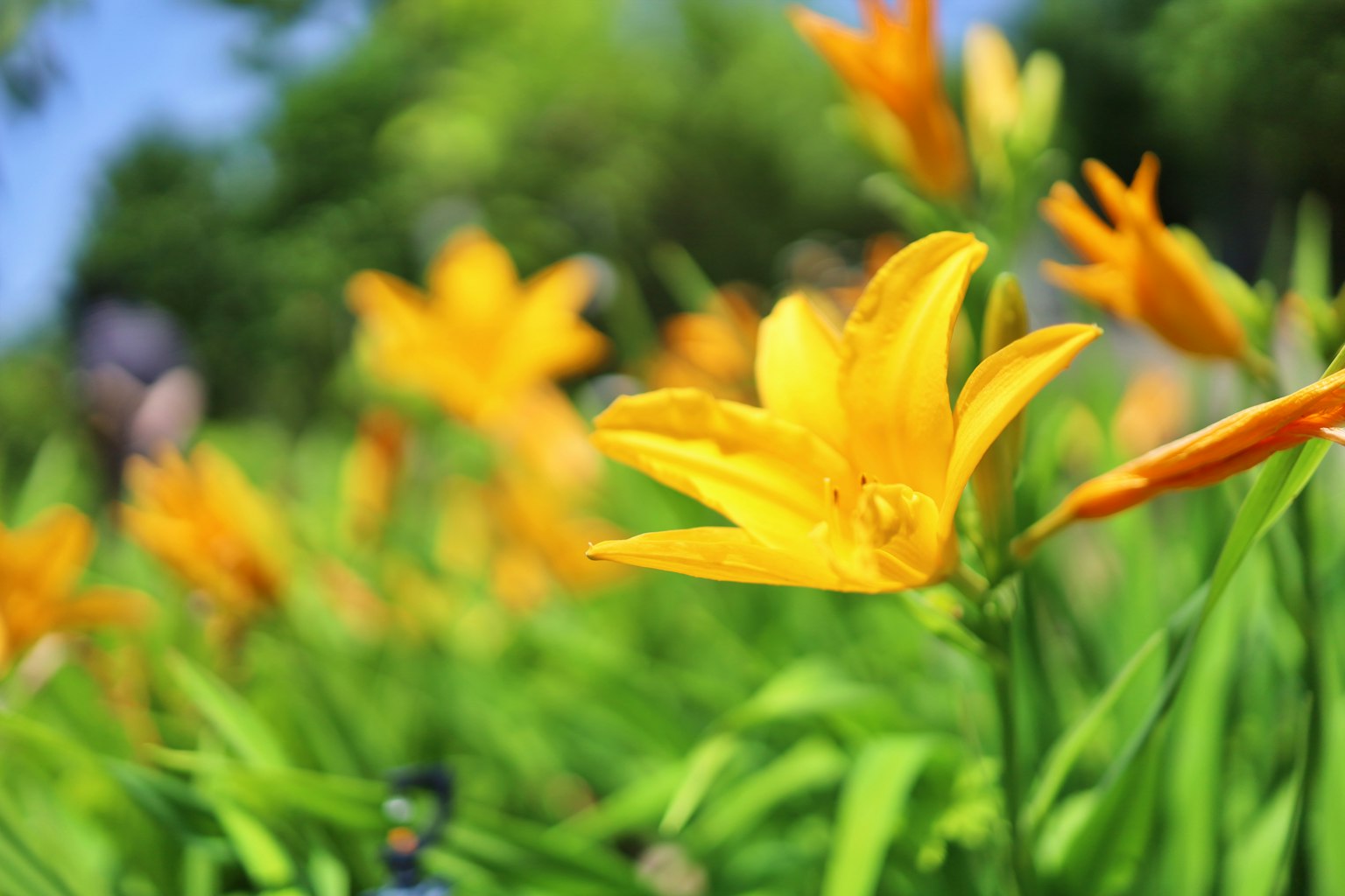 Close-up of vibrant orange flowers blooming in green grass
