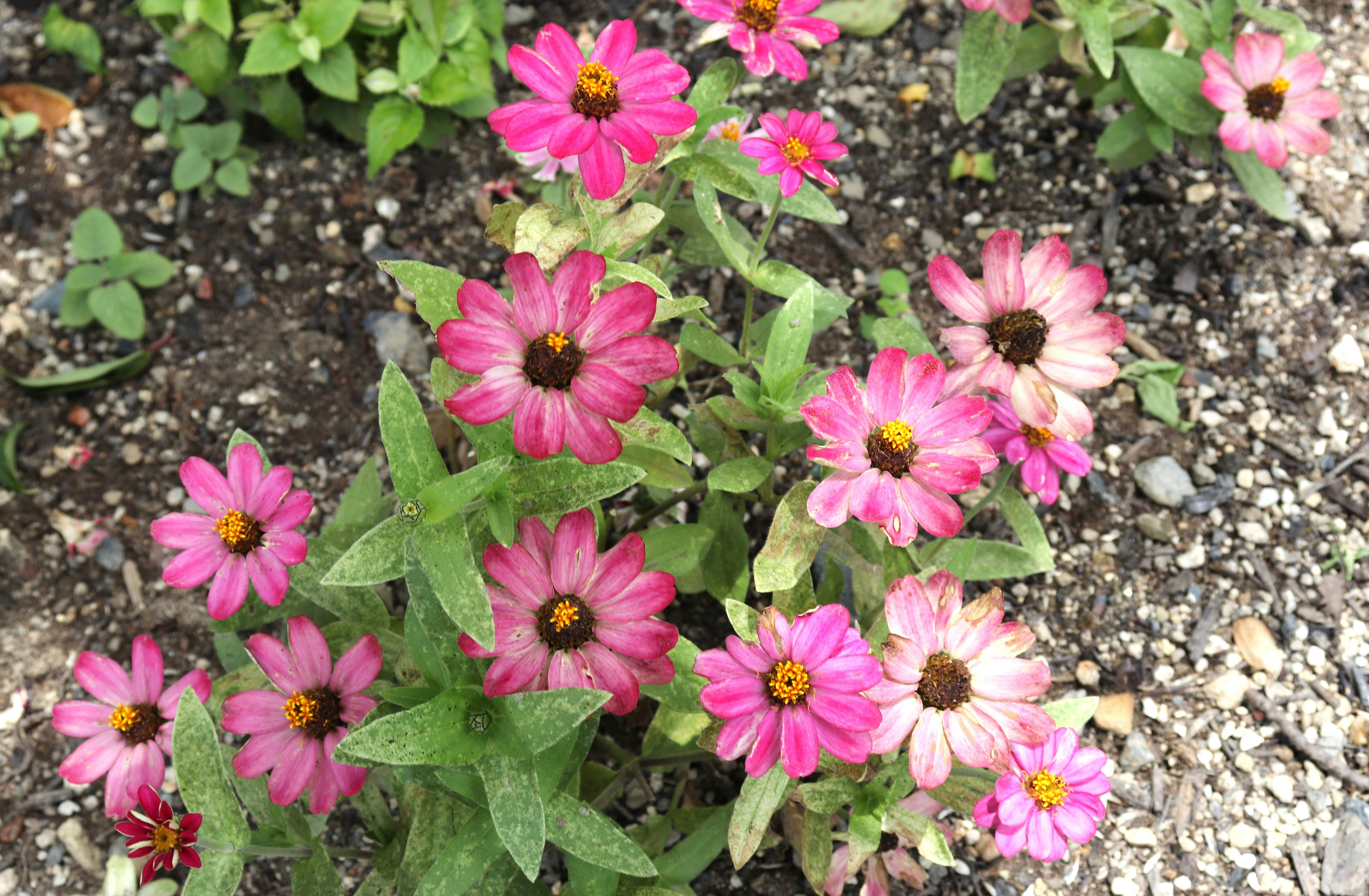 Fleurs roses en pleine floraison dans une plate-bande sur terre et petits graviers