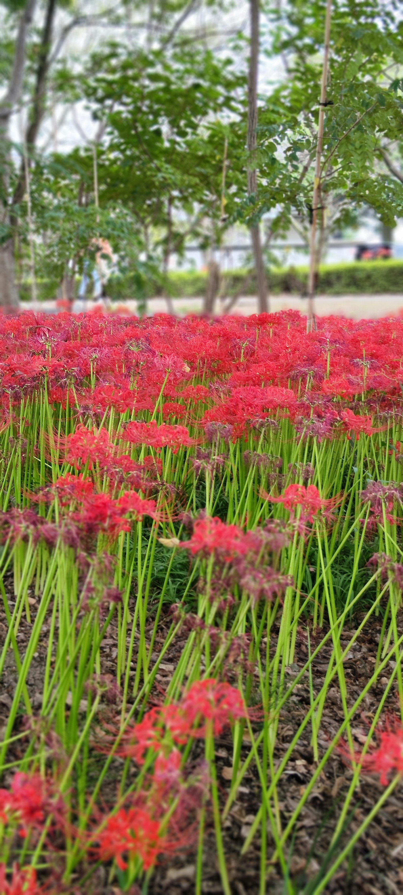 Lapangan bunga lili laba-laba merah dengan pohon hijau di latar belakang