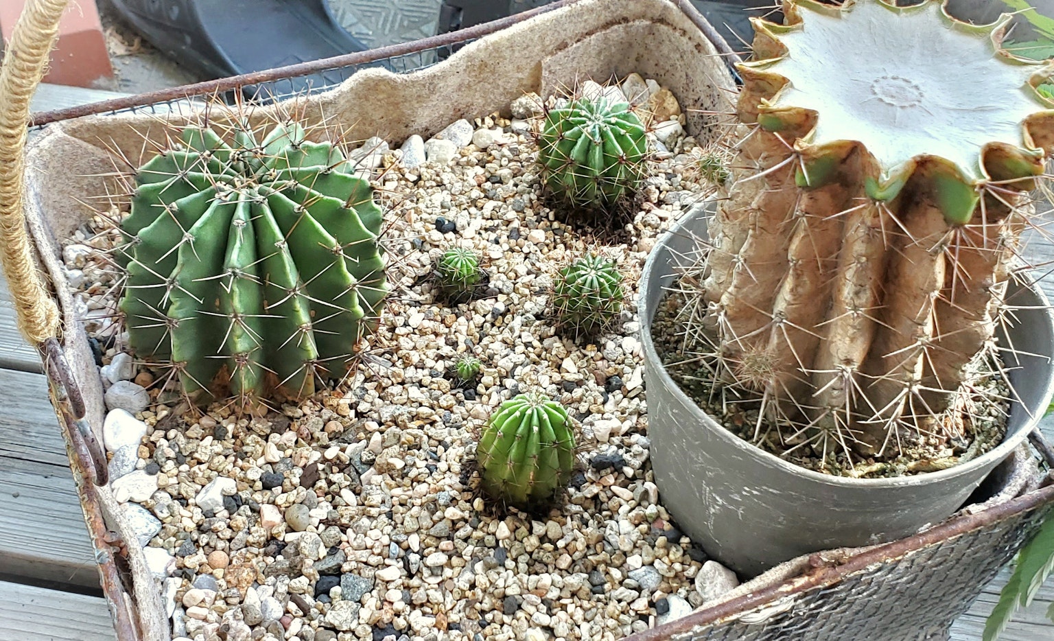A variety of small cacti arranged in a decorative pot with gravel