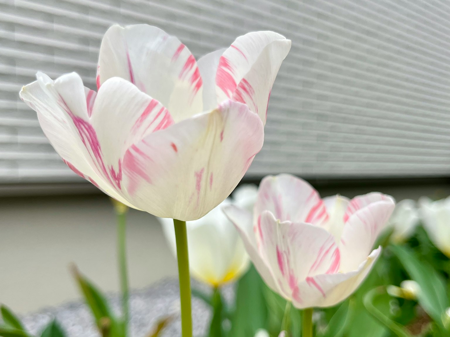 Pemandangan taman dengan tulip putih dan merah muda bergaris yang sedang mekar