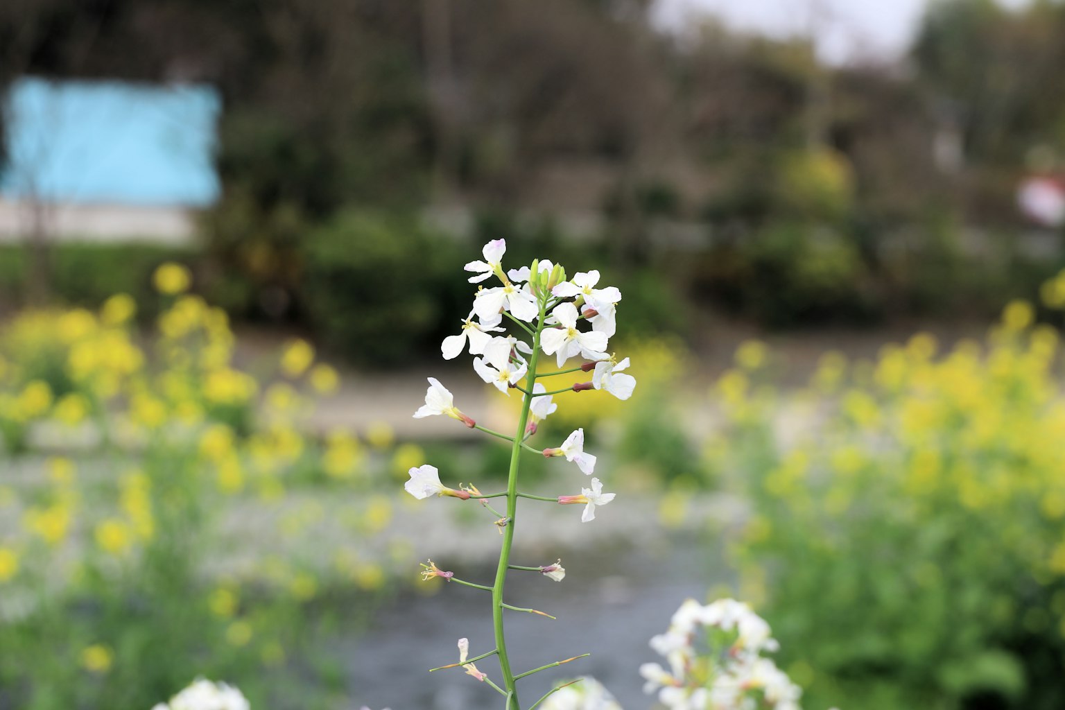 A plant with white flowers and a background of yellow flowers in a natural setting