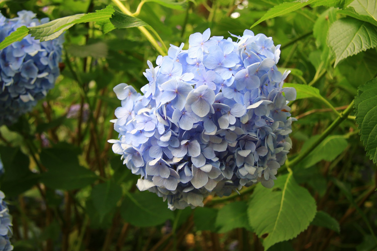 ช่อดอกไฮเดรนเยียสีน้ำเงินล้อมรอบด้วยใบเขียว