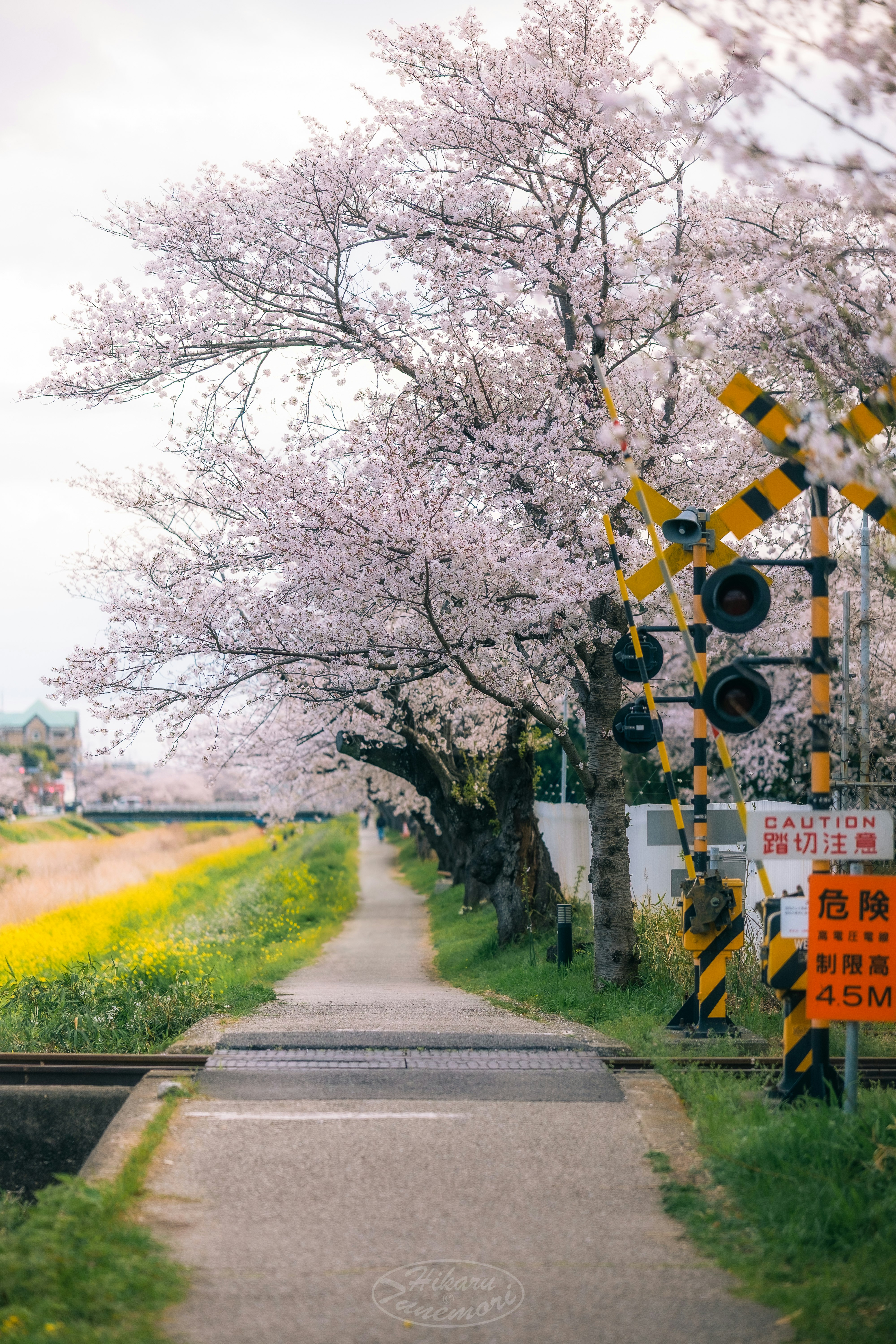 桜並木の続く道路と黄色い注意標識のある風景