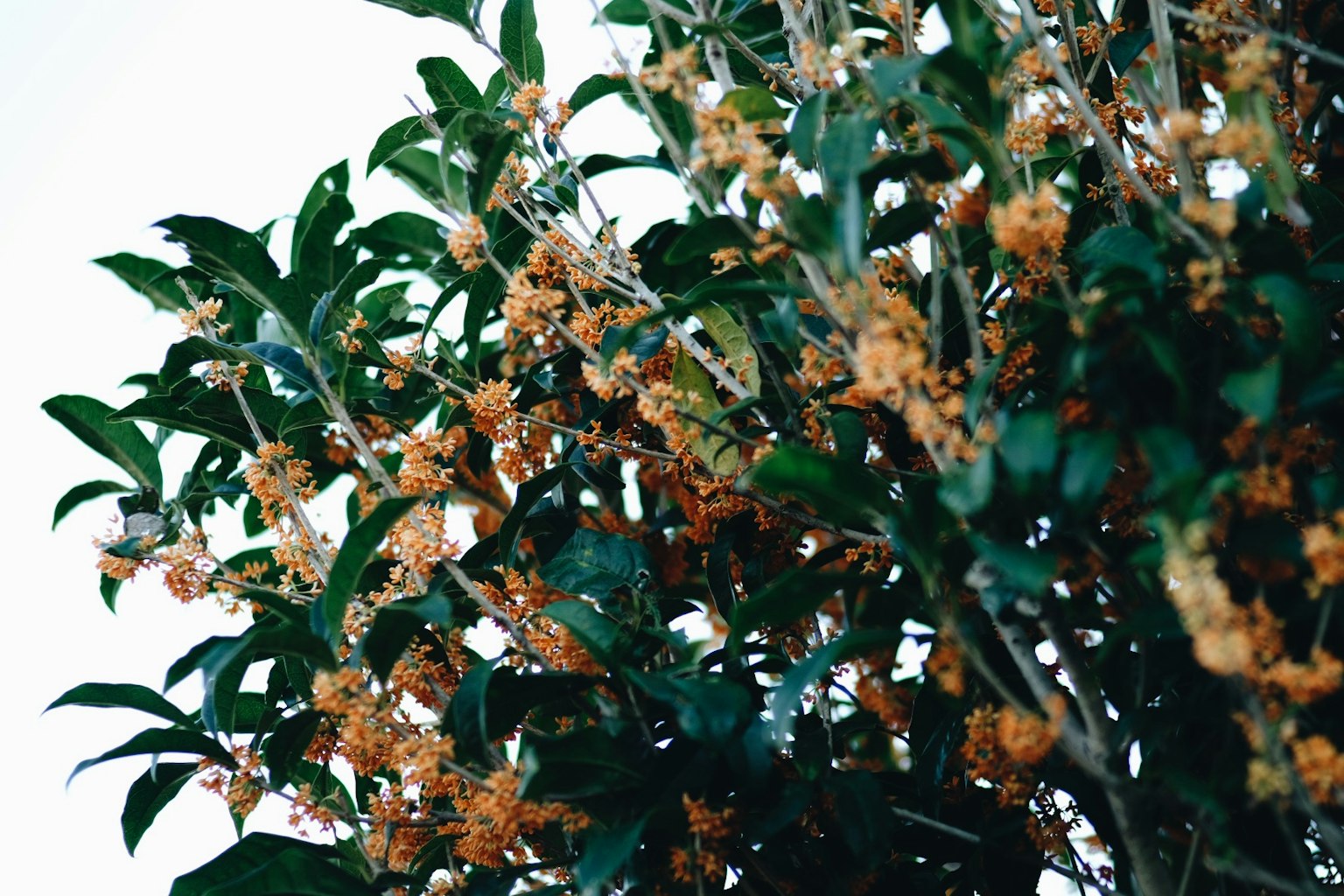 Nahaufnahme einer Pflanze mit grünen Blättern und orangefarbenen Blumen