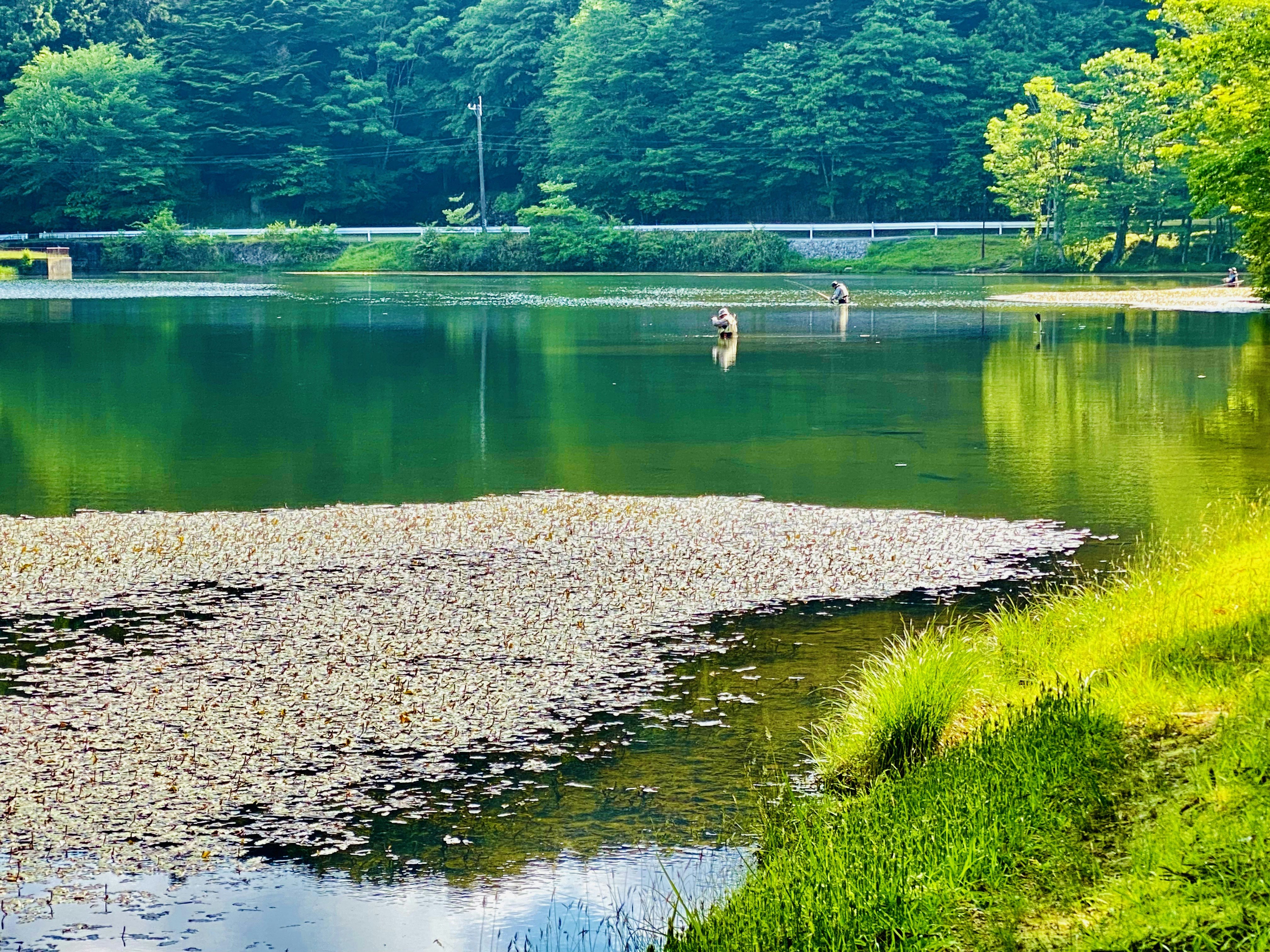 森に囲まれた湖畔の静かな水面と草地