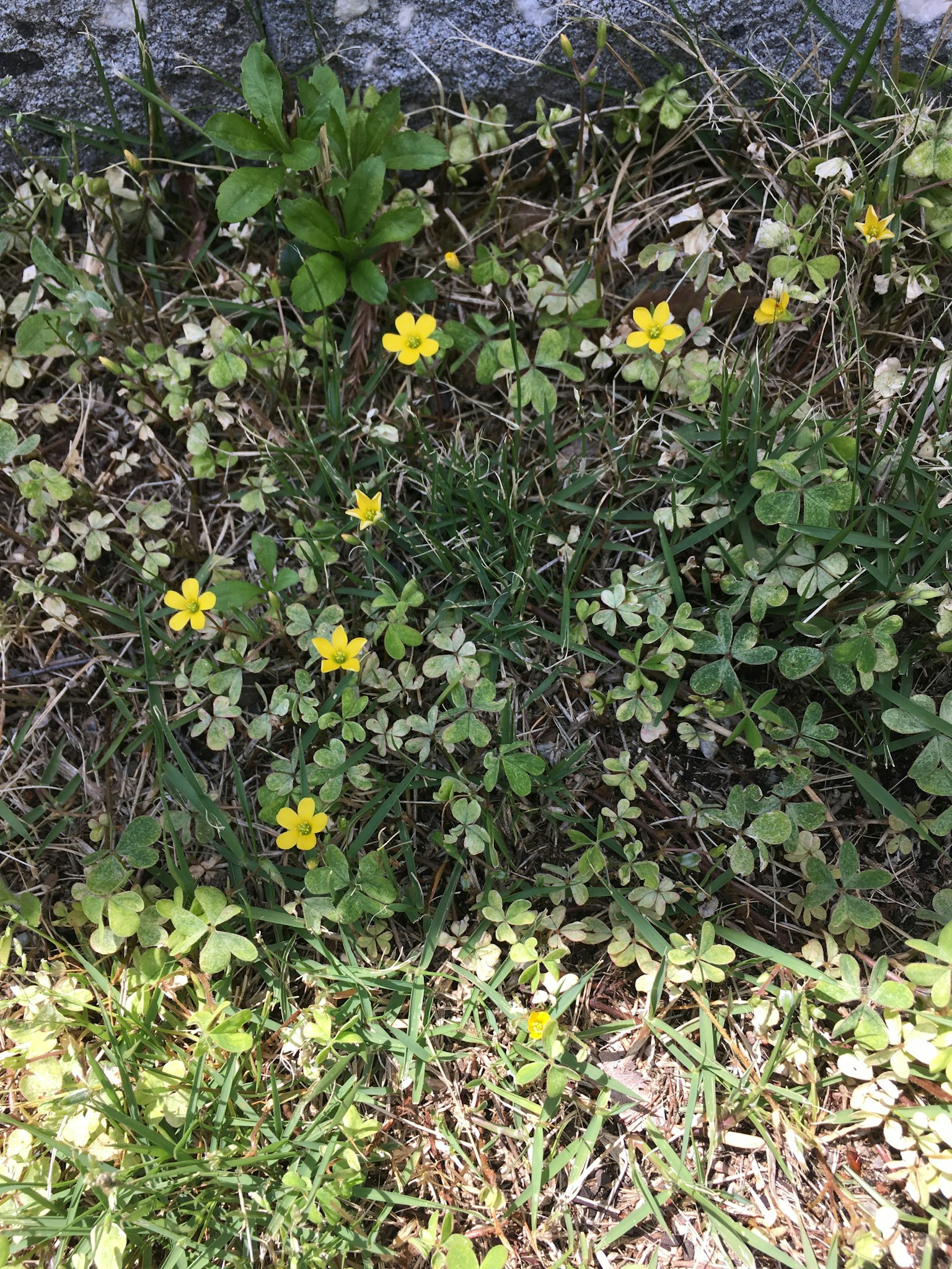 Sekumpulan rumput hijau dengan bunga kuning kecil yang tersebar
