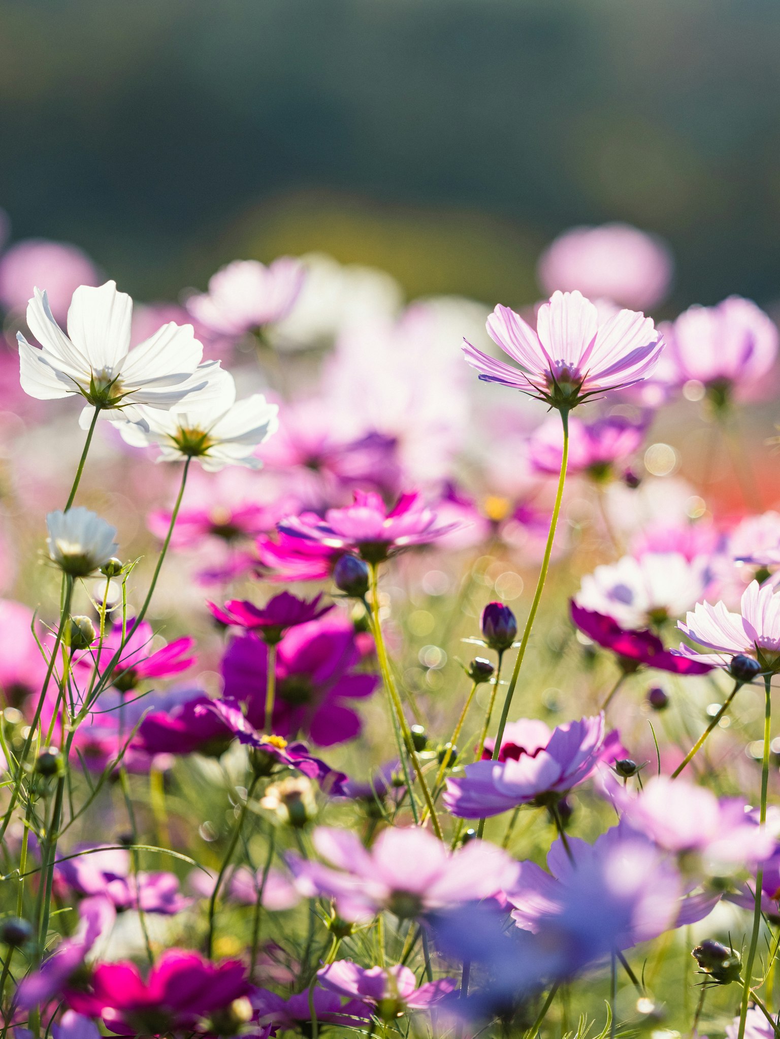 Cánh đồng hoa cosmos đầy màu sắc đang nở rộ