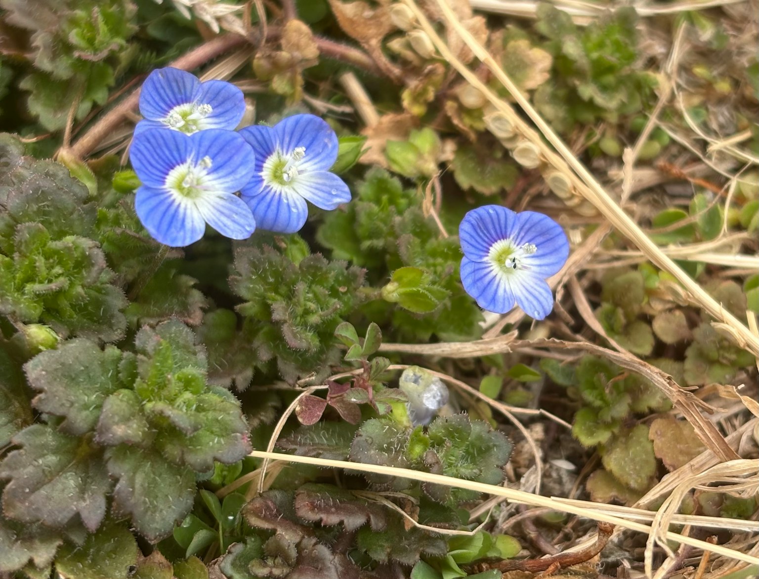 Primo piano di fiori blu tra il fogliame verde
