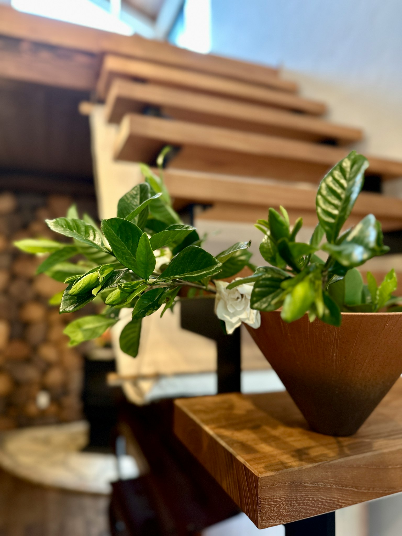 Image featuring a green potted plant near wooden stairs