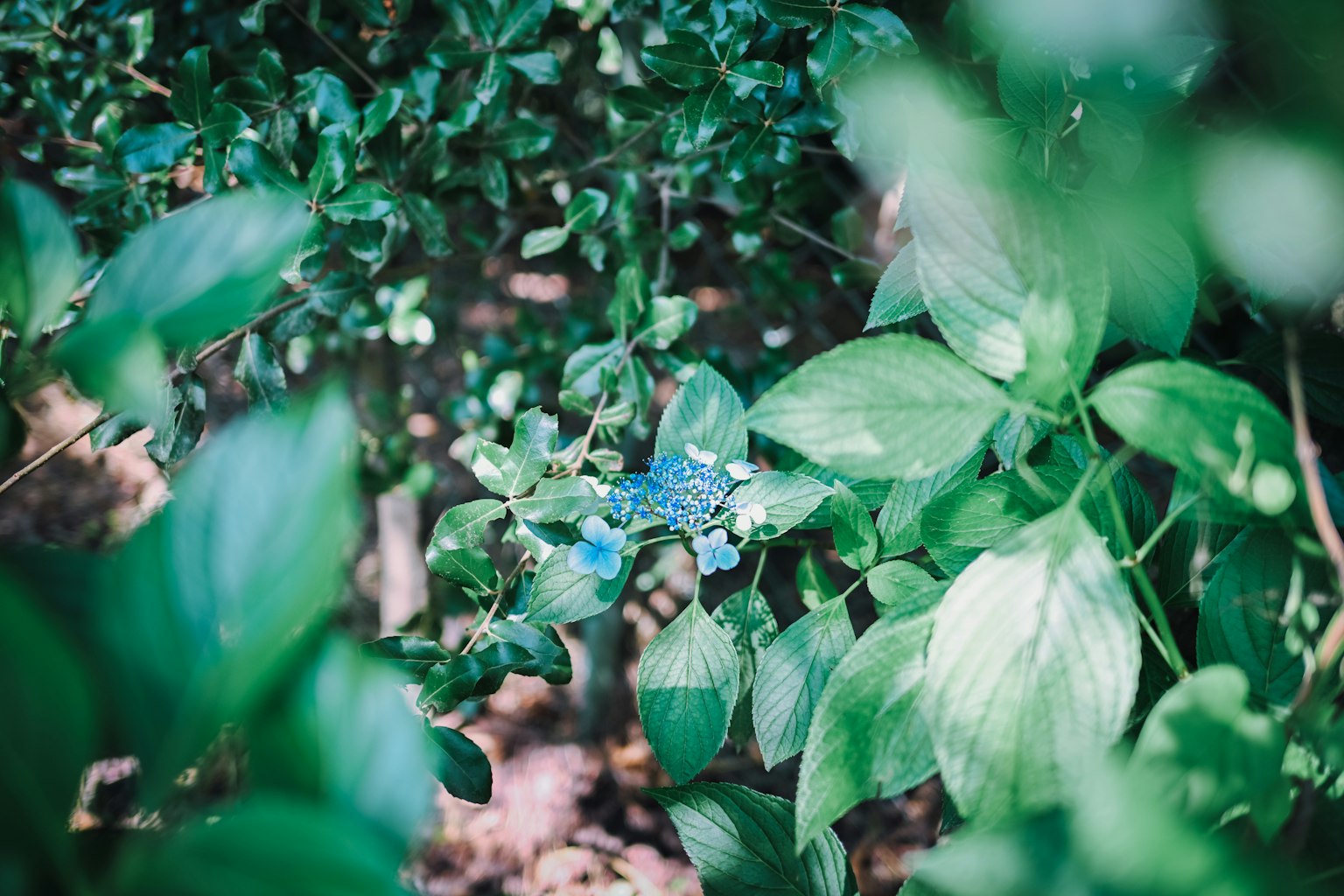 Una vista cercana de una flor azul rodeada de hojas verdes en un entorno natural