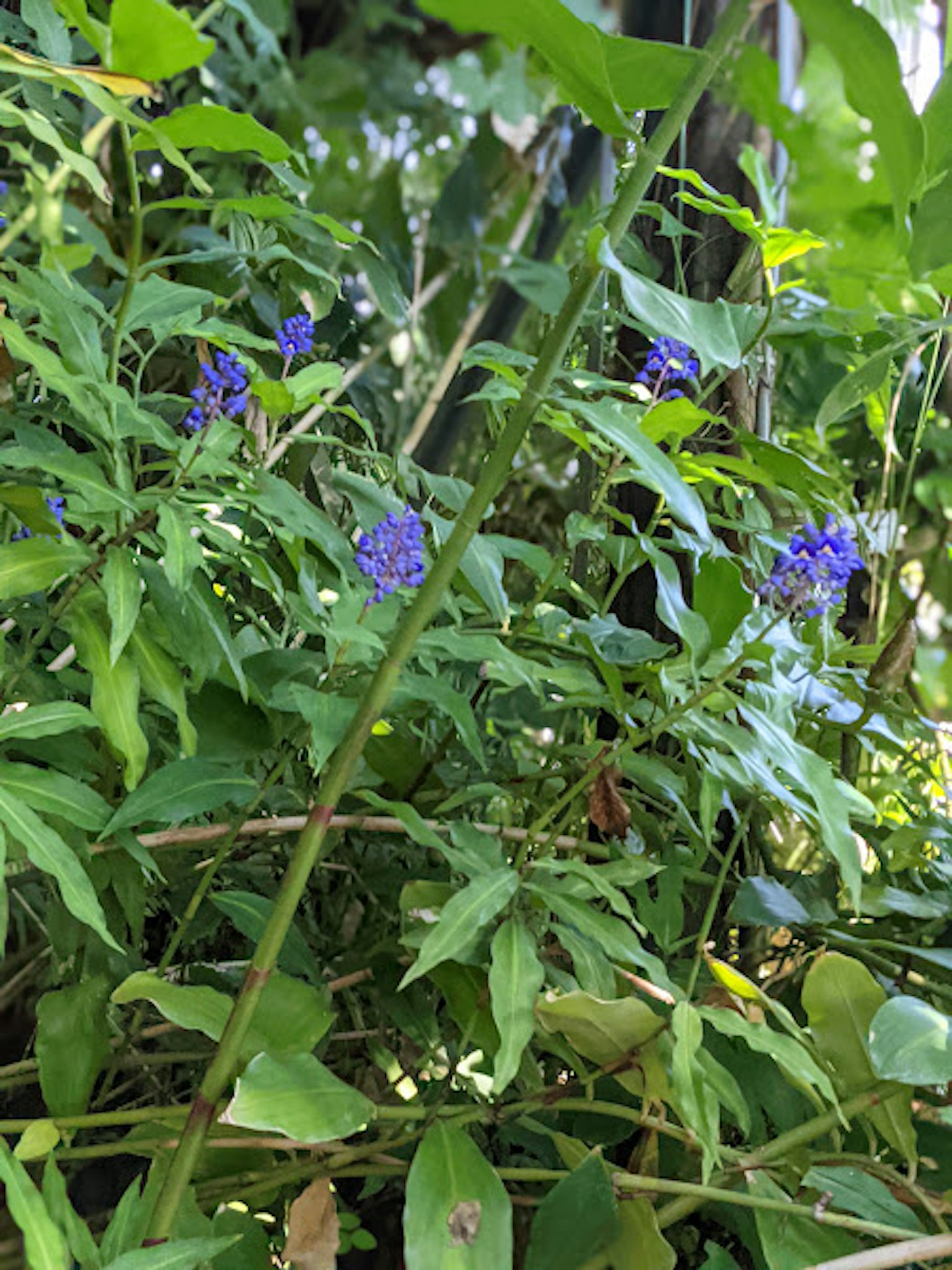 Petites fleurs violettes entourées de feuilles vertes luxuriantes