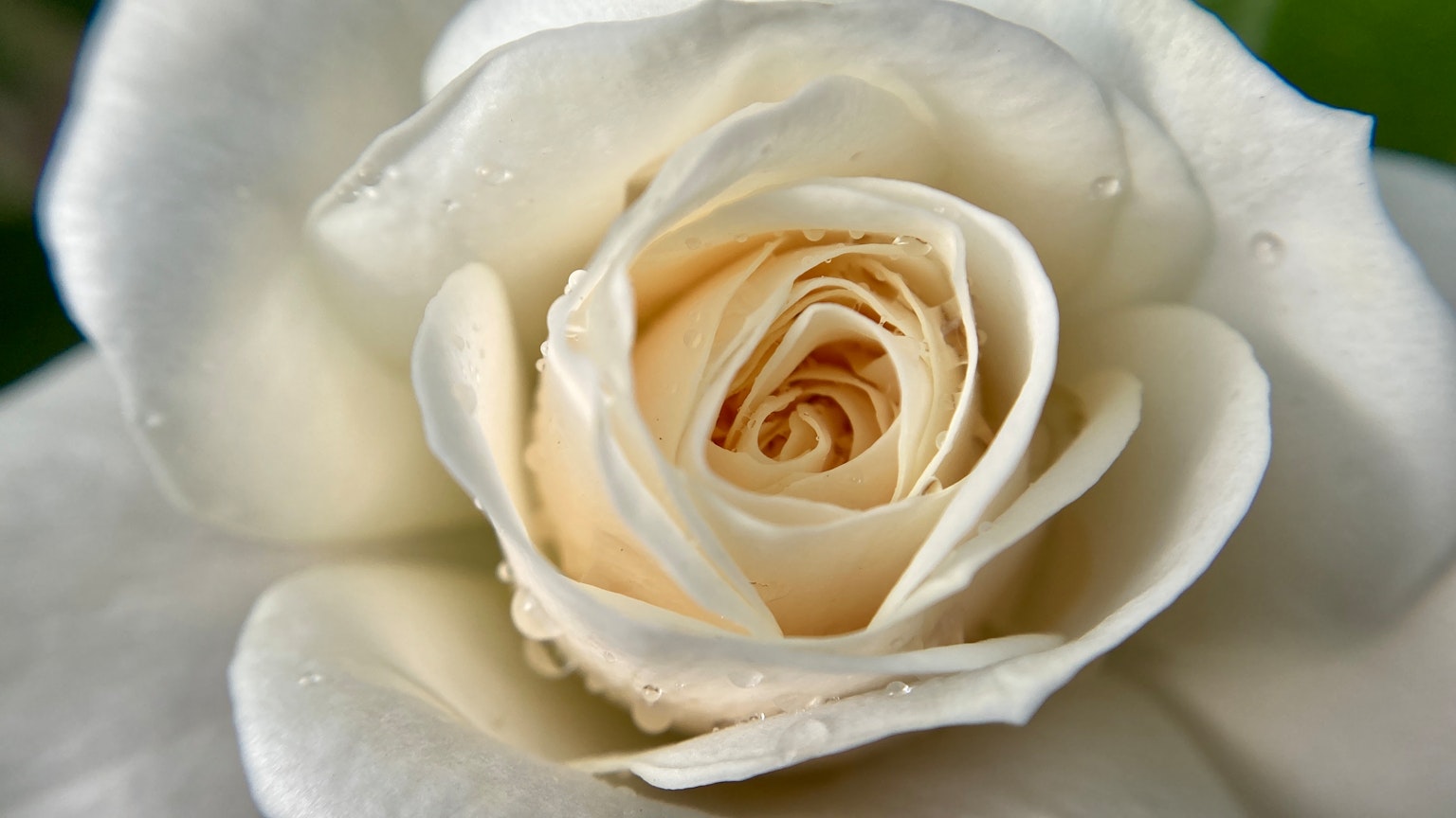 Close-up image of a white rose with overlapping petals gradually opening towards the center