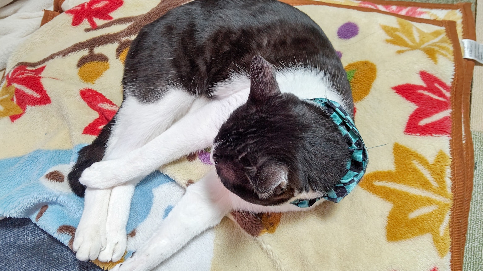 Un gatto grigio e bianco che dorme su una coperta colorata