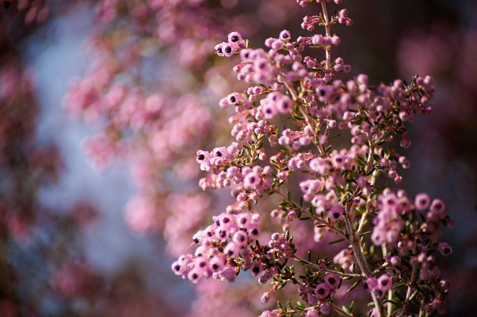 Primo piano di rami d'albero con delicati fiori rosa