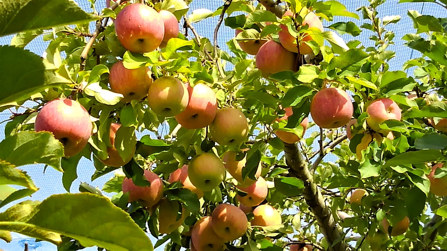 Apple tree with ripe red and green apples under a blue sky