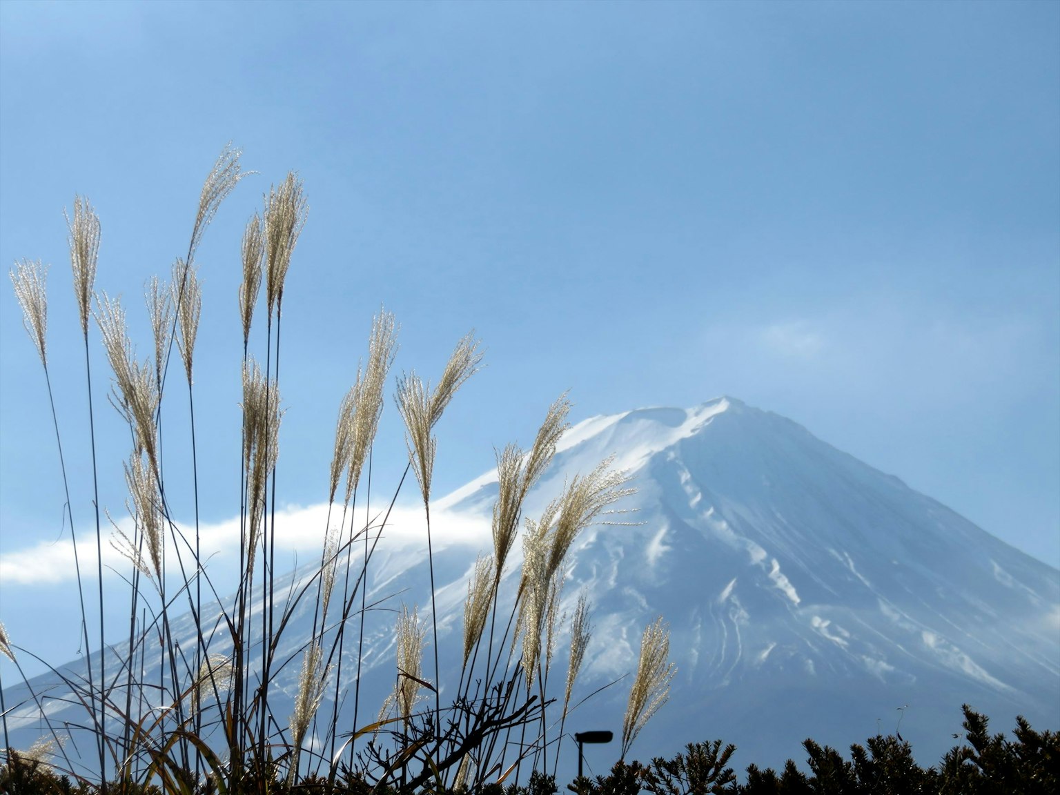 Snow-capped Mount Fuji with foreground grass-like plants