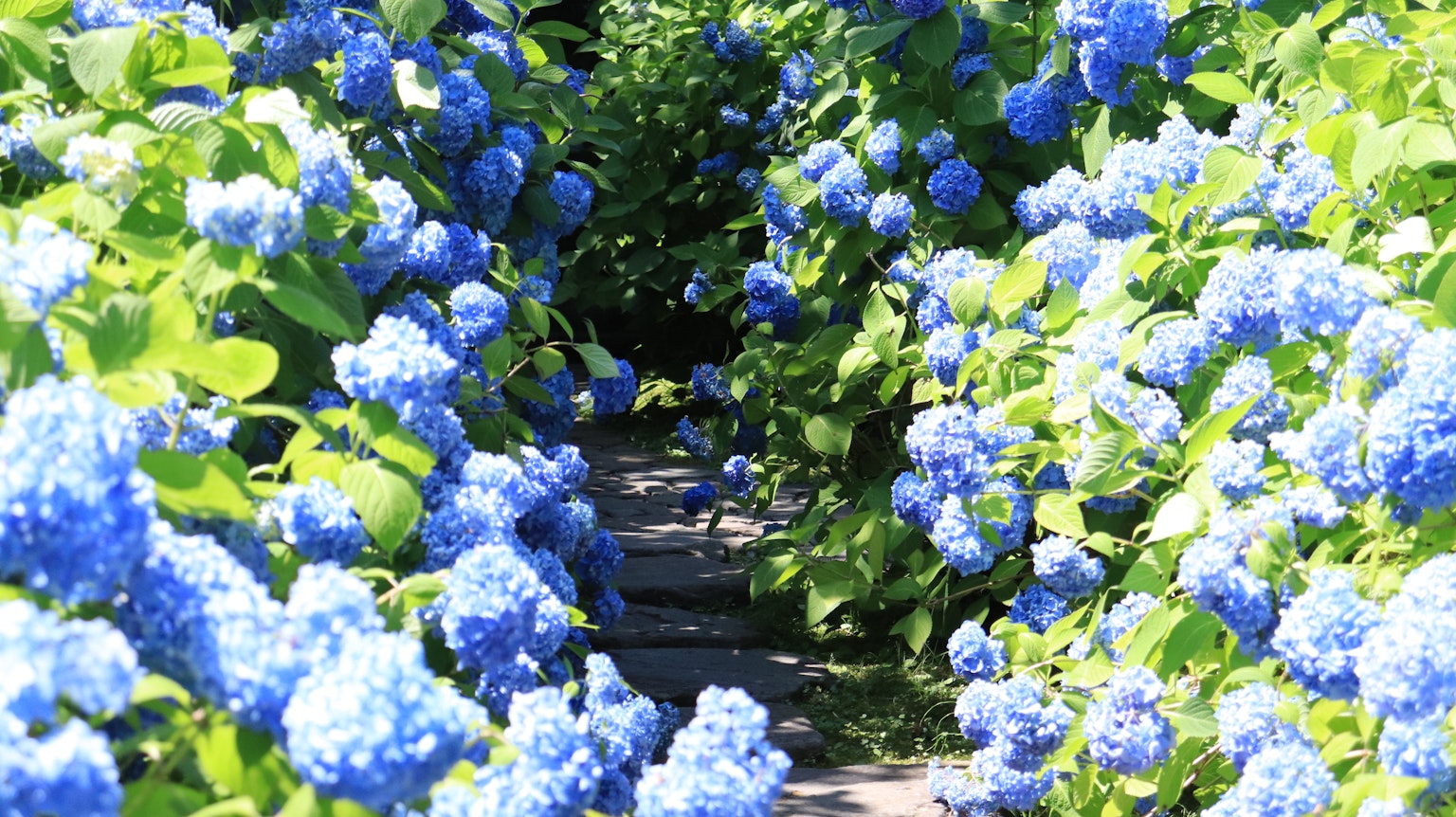 Sentiero fiancheggiato da fiori di ortensia blu vibranti