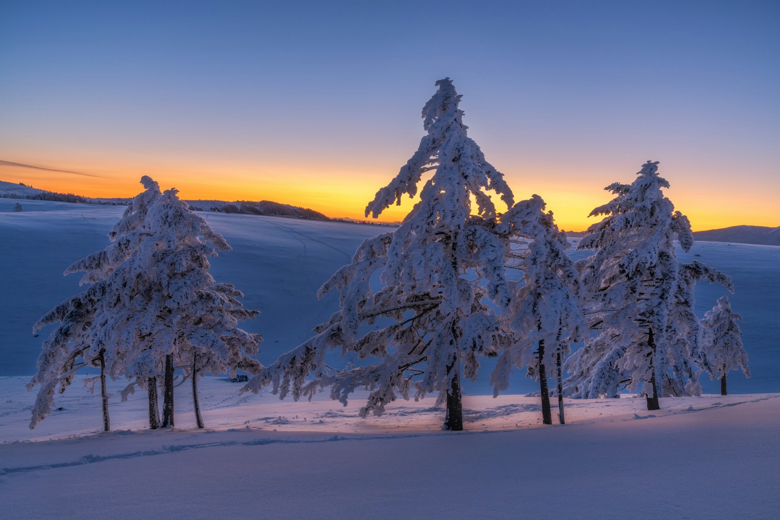 Schneebedeckte Bäume vor einem bunten Sonnenuntergang