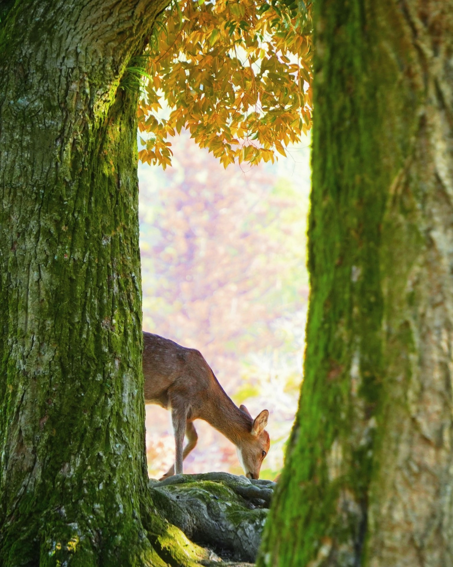 Ein weidendes Reh, das durch zwei Bäume mit herbstlichen Blättern gesehen wird