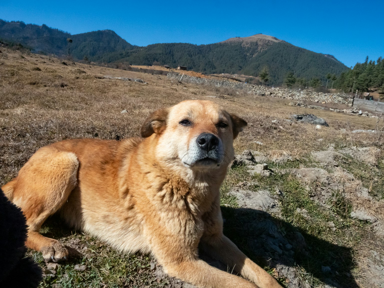 Chien marron couché dans un paysage montagneux
