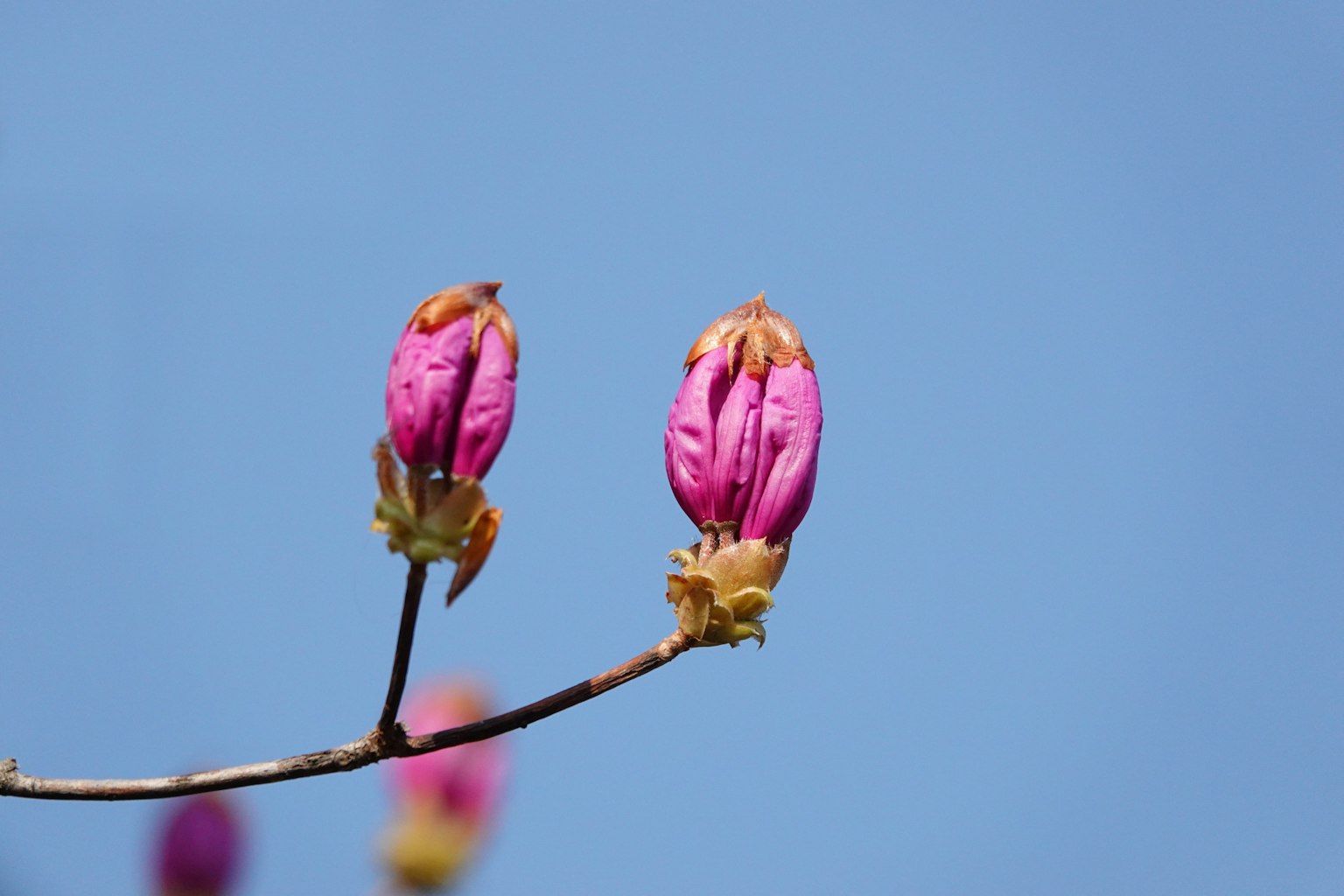 Branche avec des bourgeons roses sur fond de ciel bleu