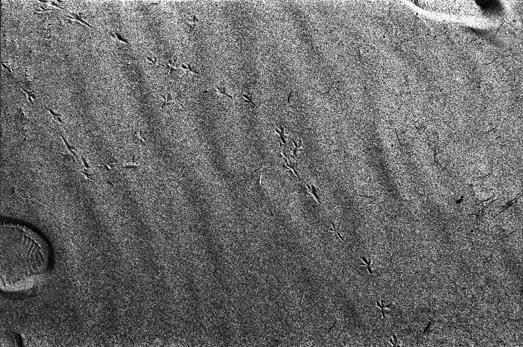 close-up of footprints in sand