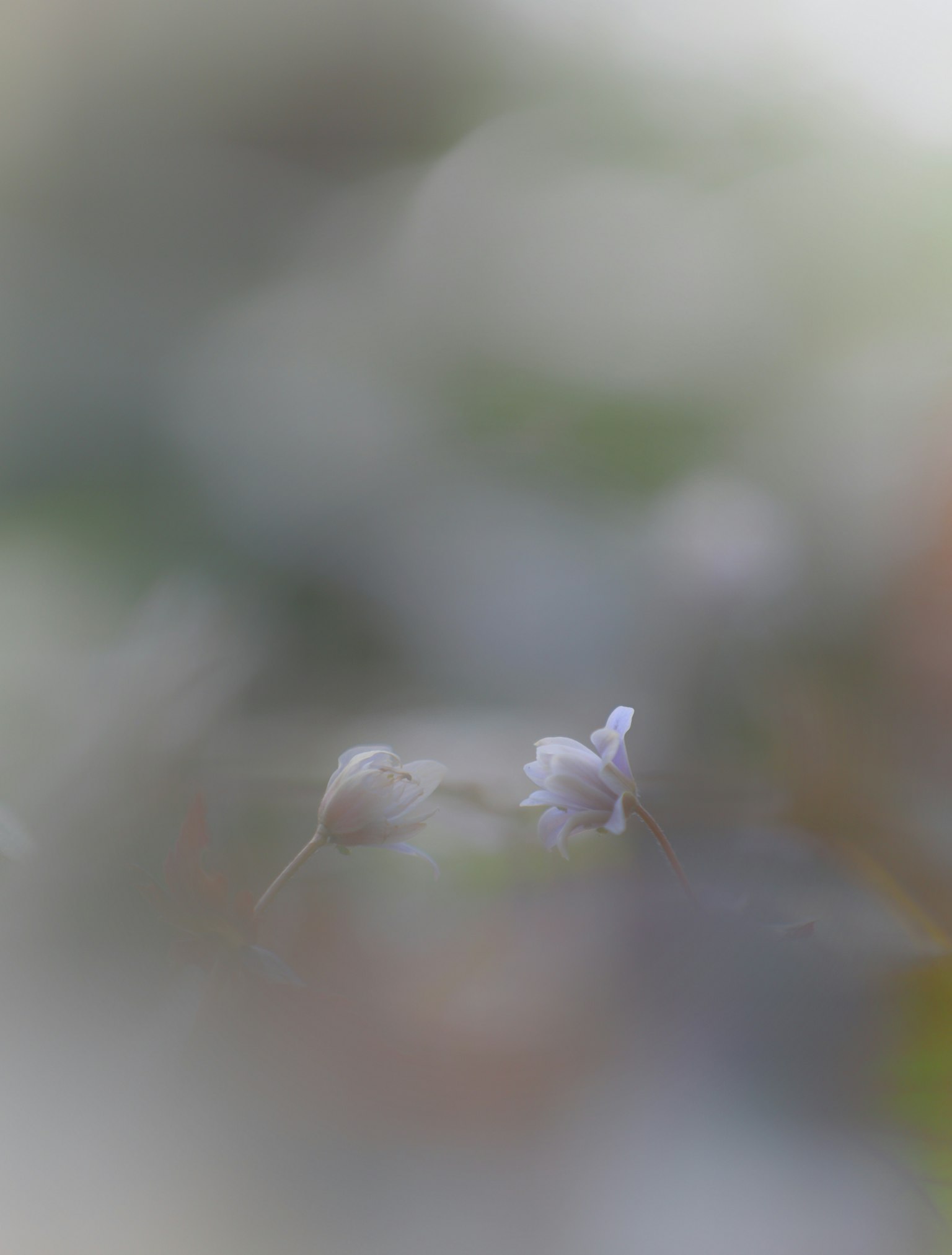 Một bông hoa trắng nổi bật nhẹ nhàng trên nền mờ