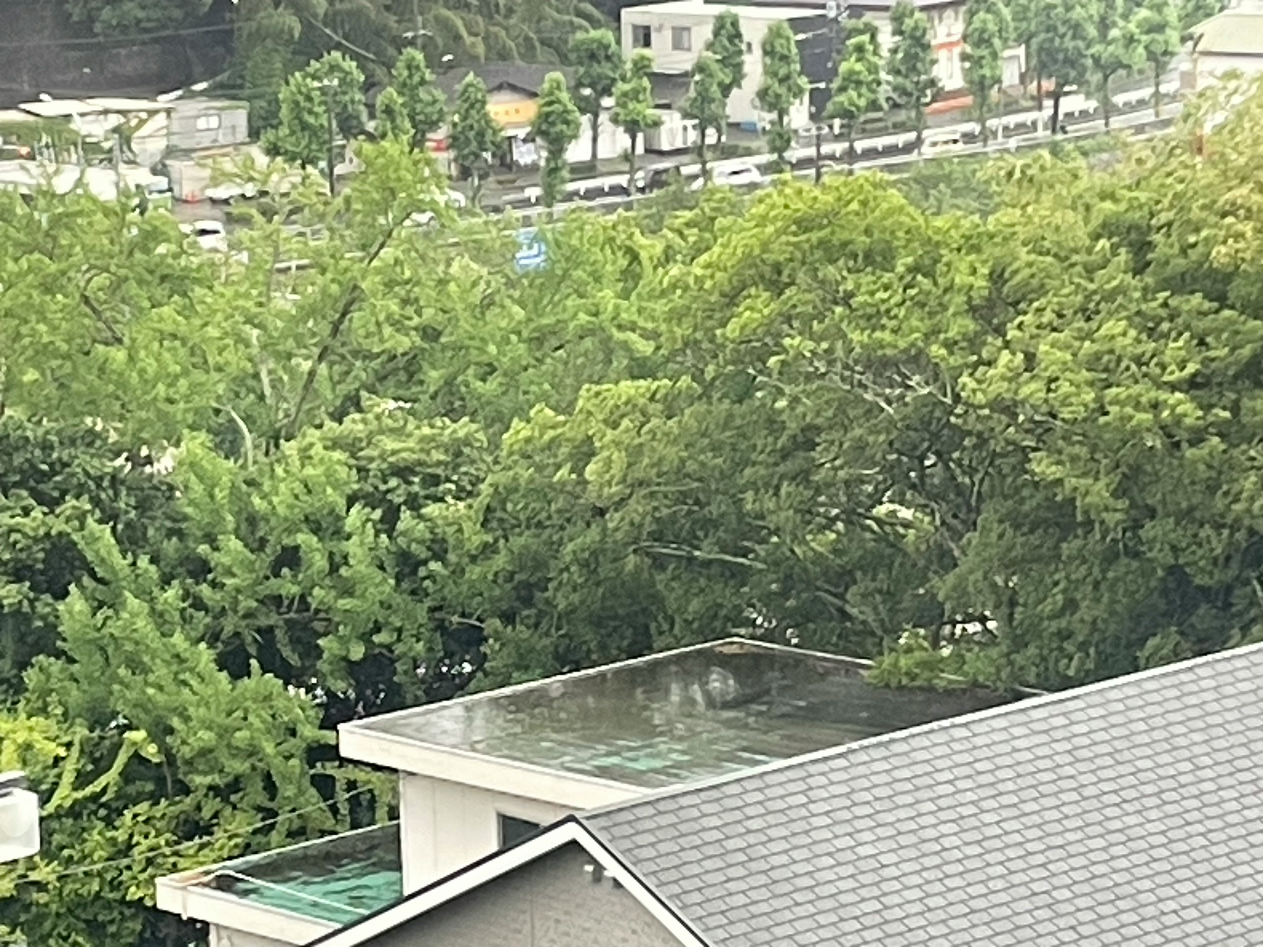 雨上がりの緑に囲まれた住宅街の眺め