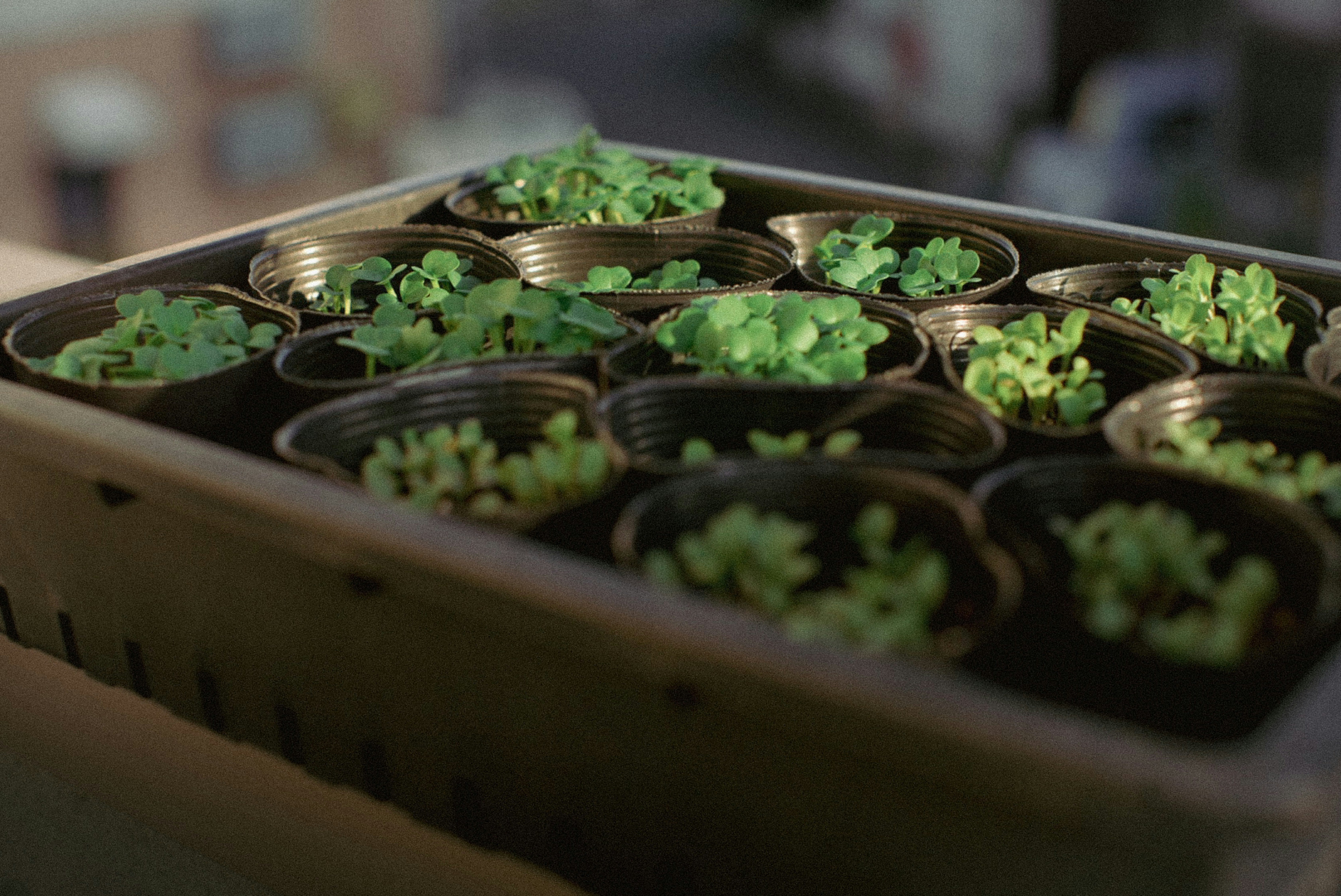 トレイに並ぶ新芽の植物