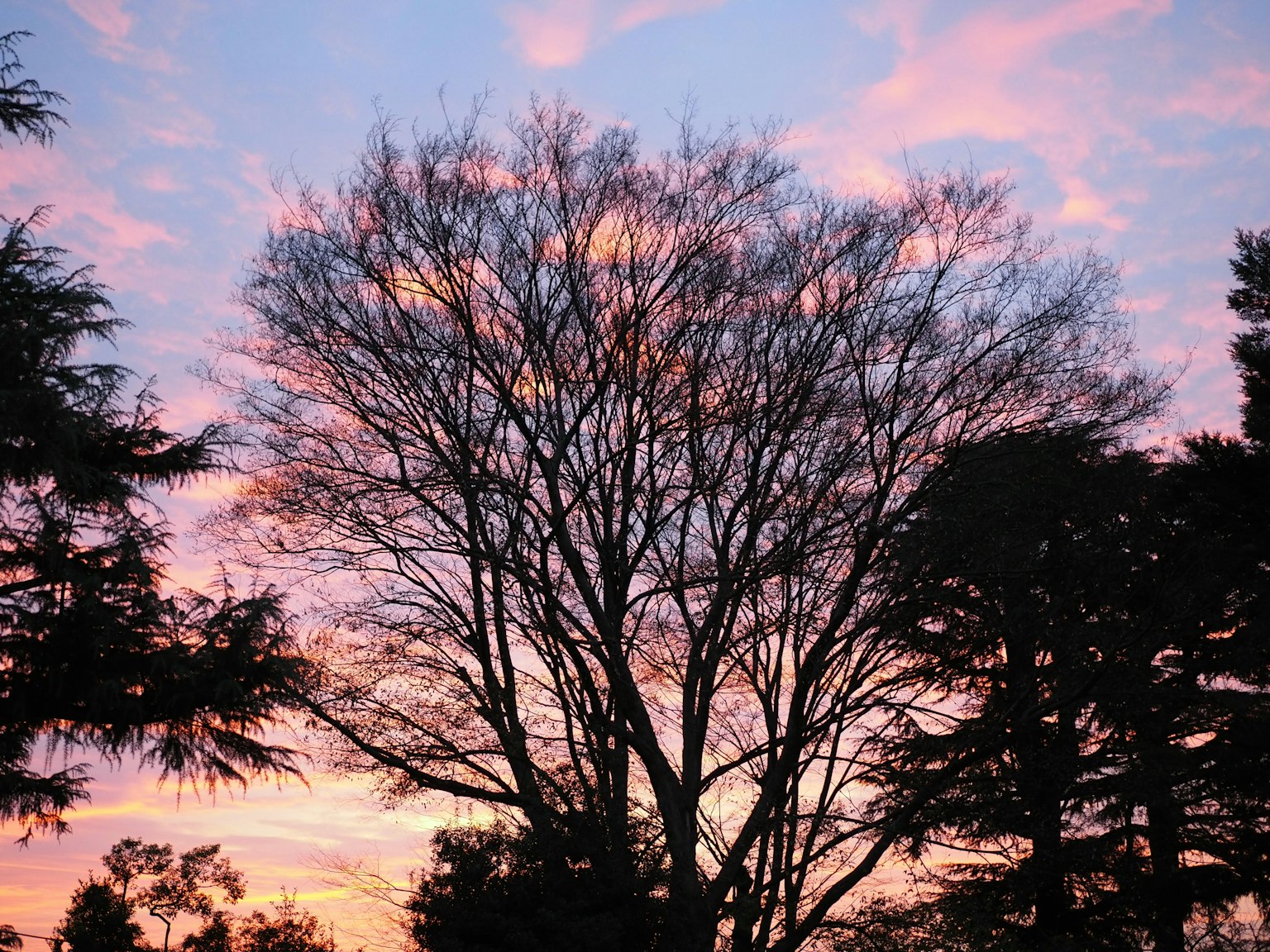 冬季树木的剪影映衬着多彩的夕阳天空