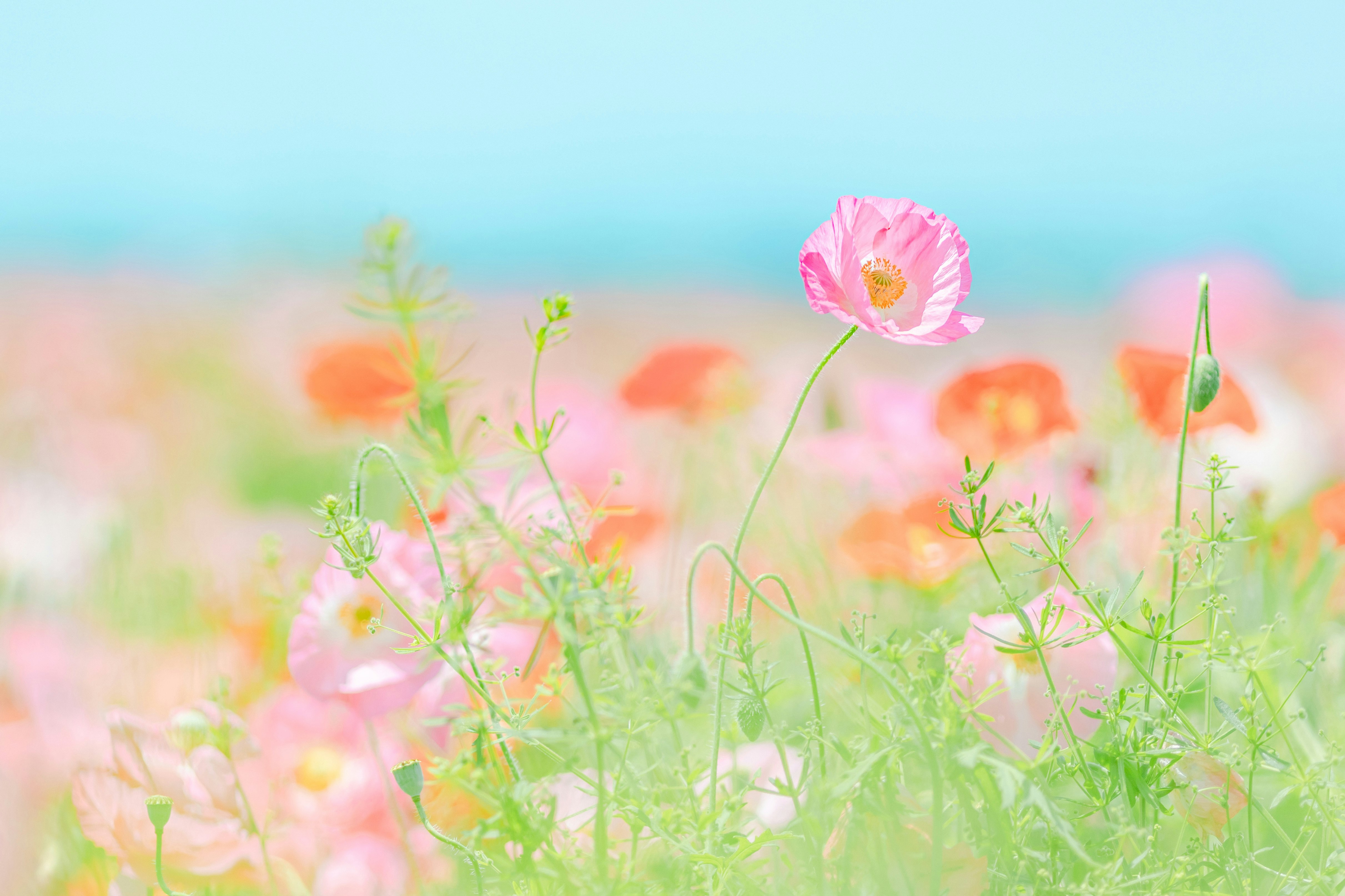色とりどりのポピーが咲く花畑の風景