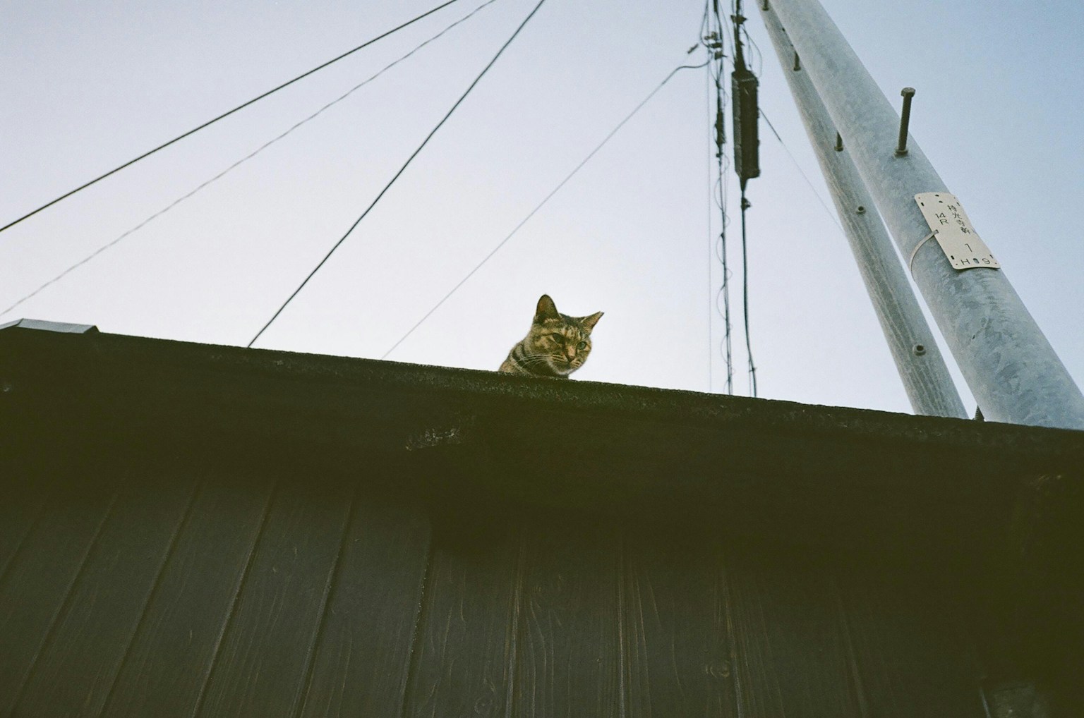 Chat perché sur un toit avec des lignes électriques en arrière-plan