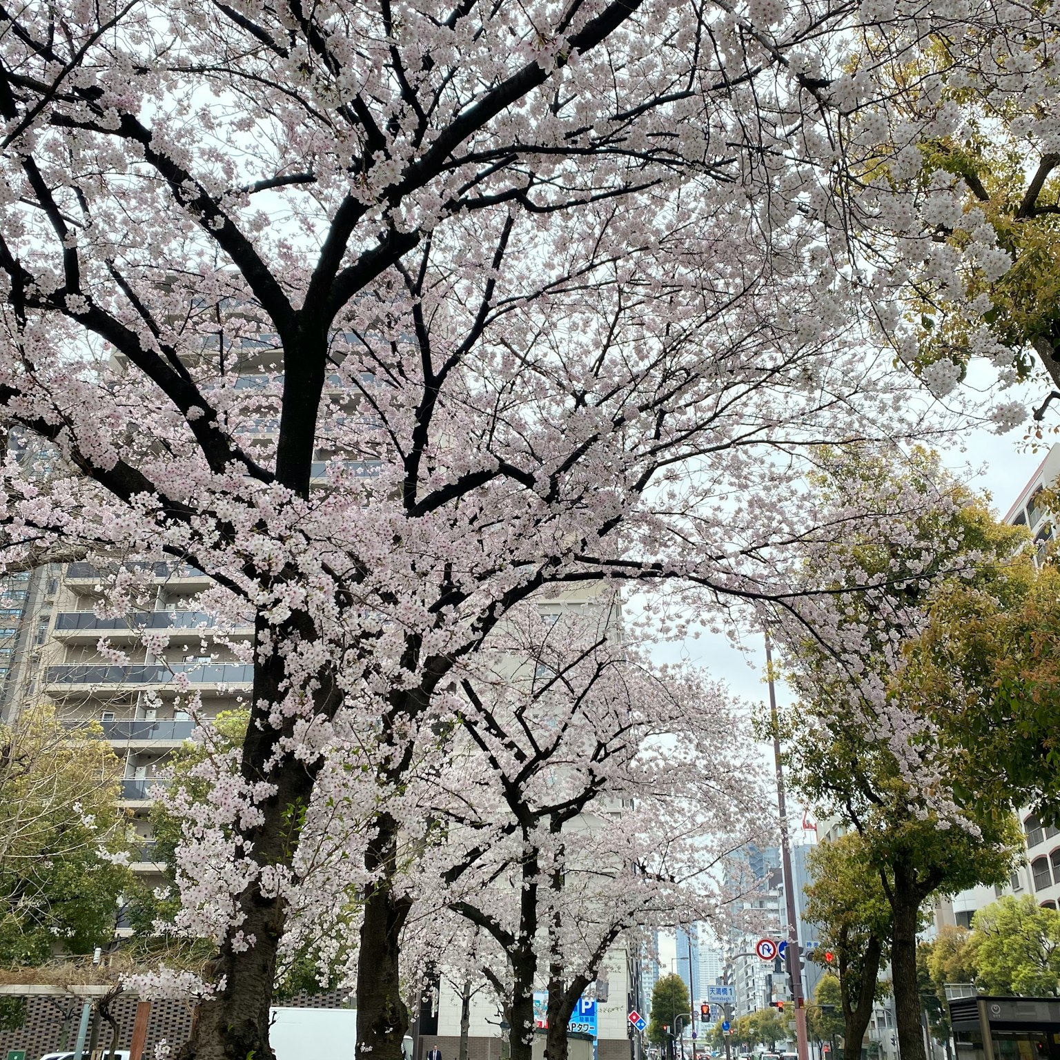 樱花树沿街而立，淡粉色花朵盛开