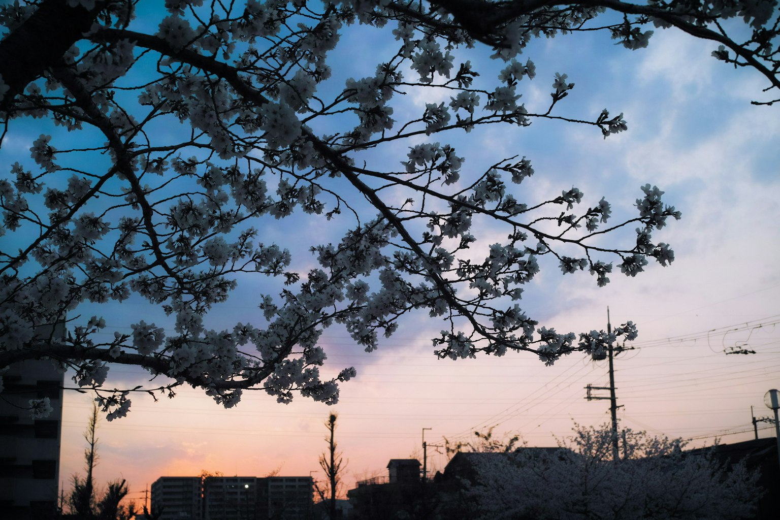Kirschblütenzweige vor einem Sonnenuntergangshimmel