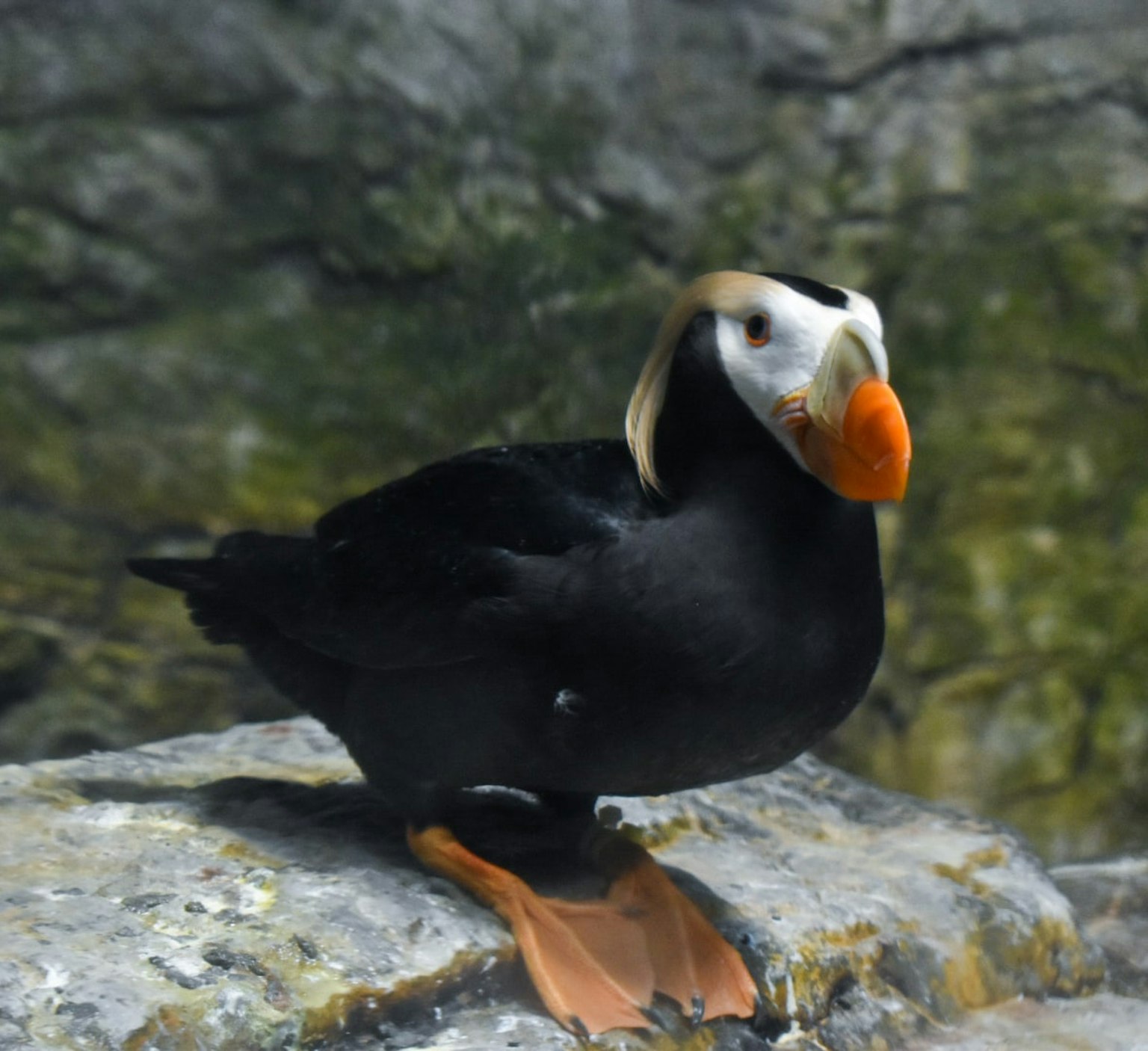 Ein Meeresvogel mit schwarzen Federn und einem orangefarbenen Schnabel, der auf einem Felsen sitzt
