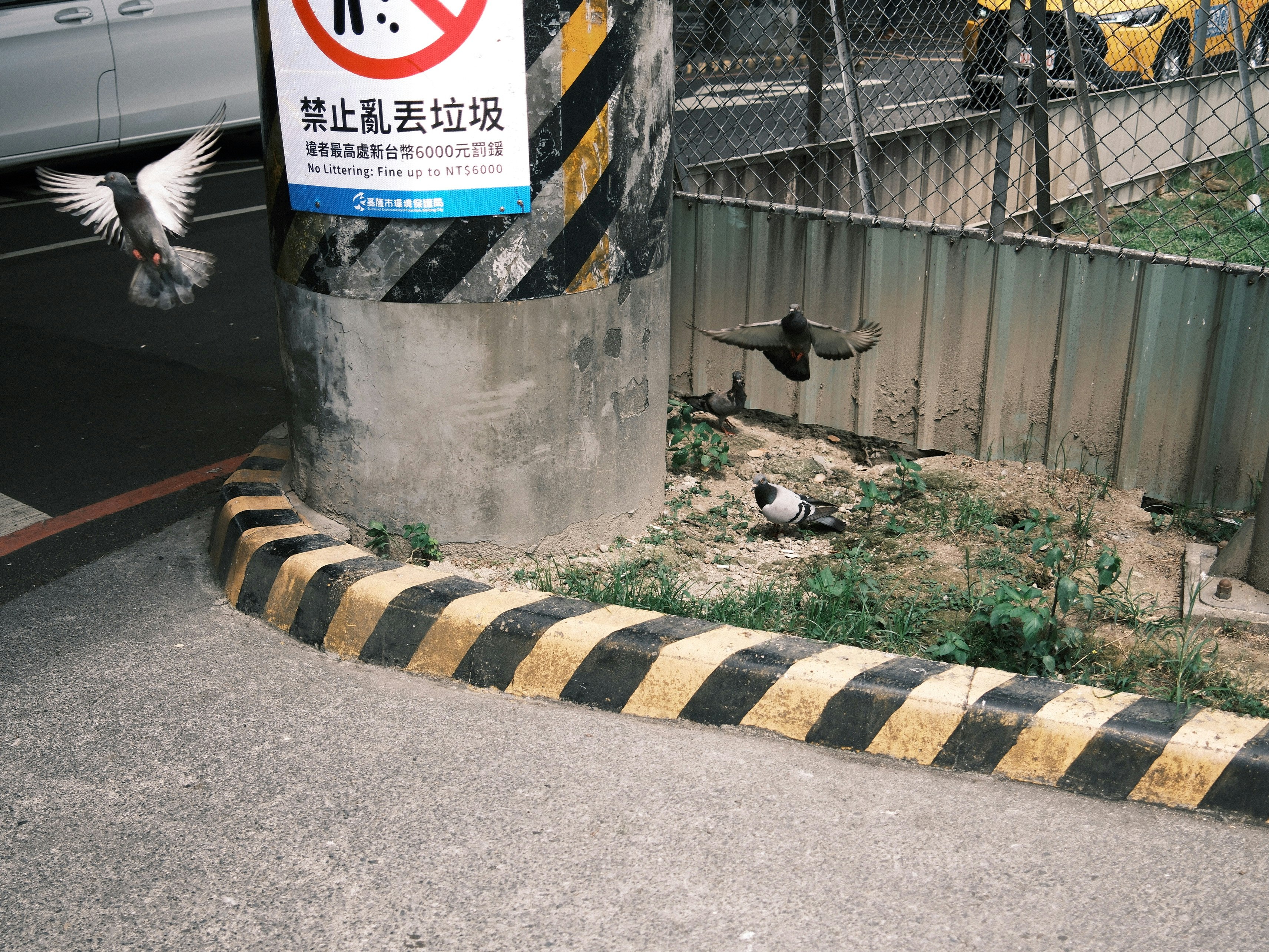 路地のコンクリート柱と鳩、フェンス沿いの植え込み