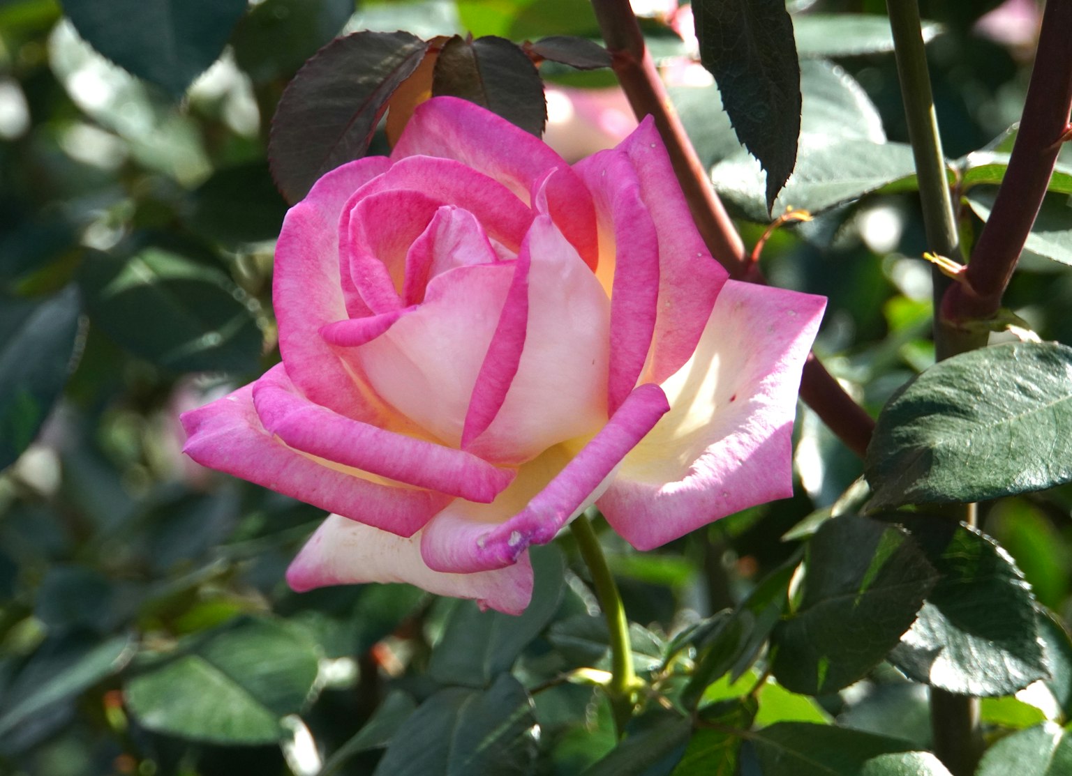 Eine lebhafte rosa- und cremefarbene Rose umgeben von grünen Blättern