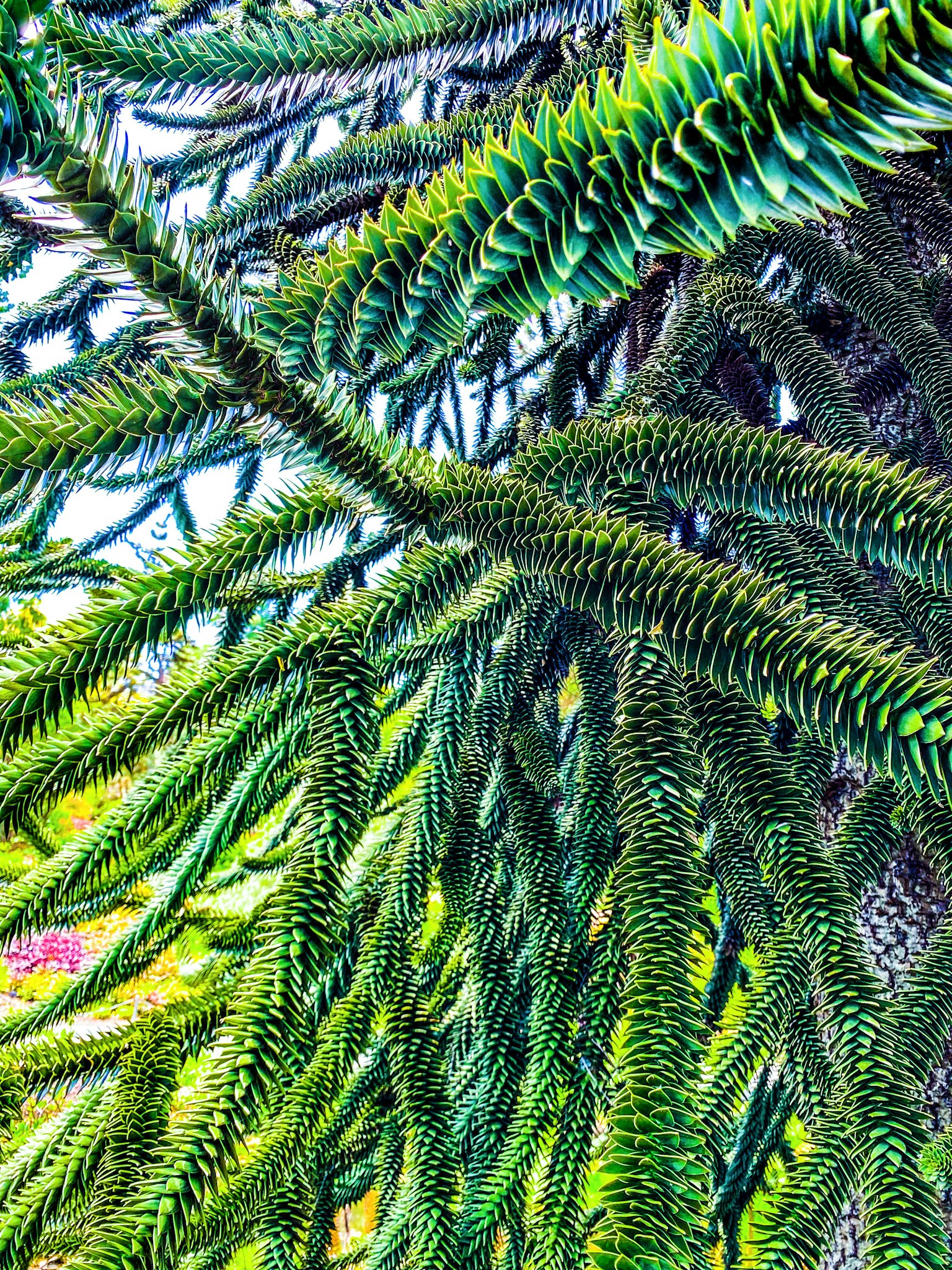 Close-up of green foliage on a tree branch