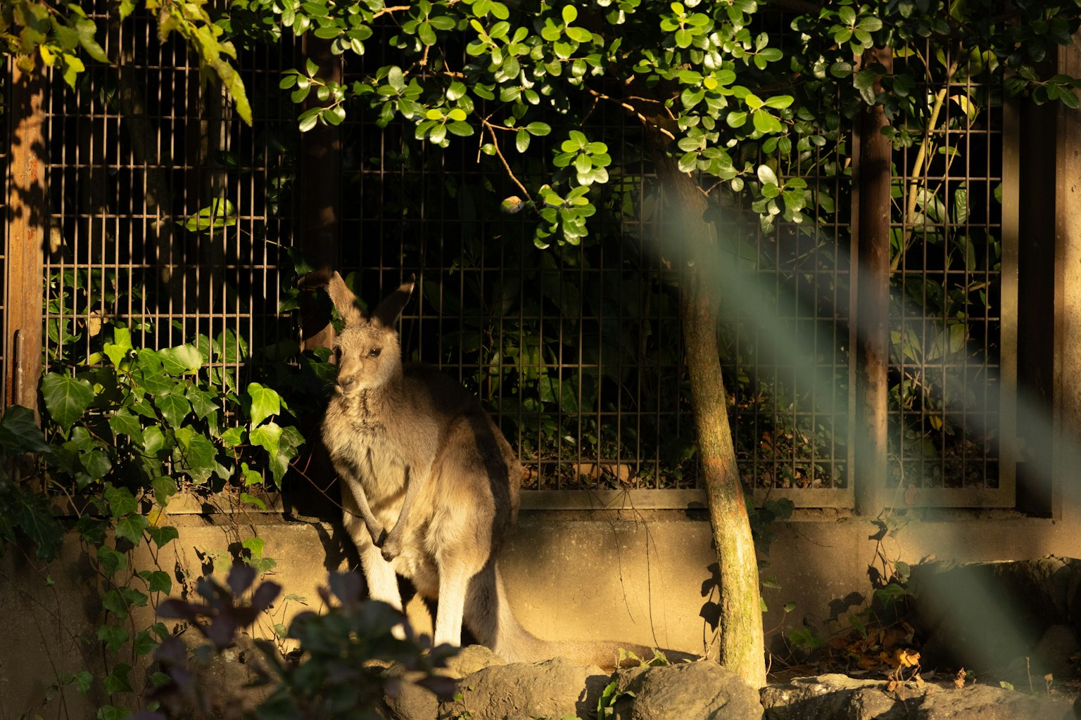 Un canguro in piedi al sole su uno sfondo verde