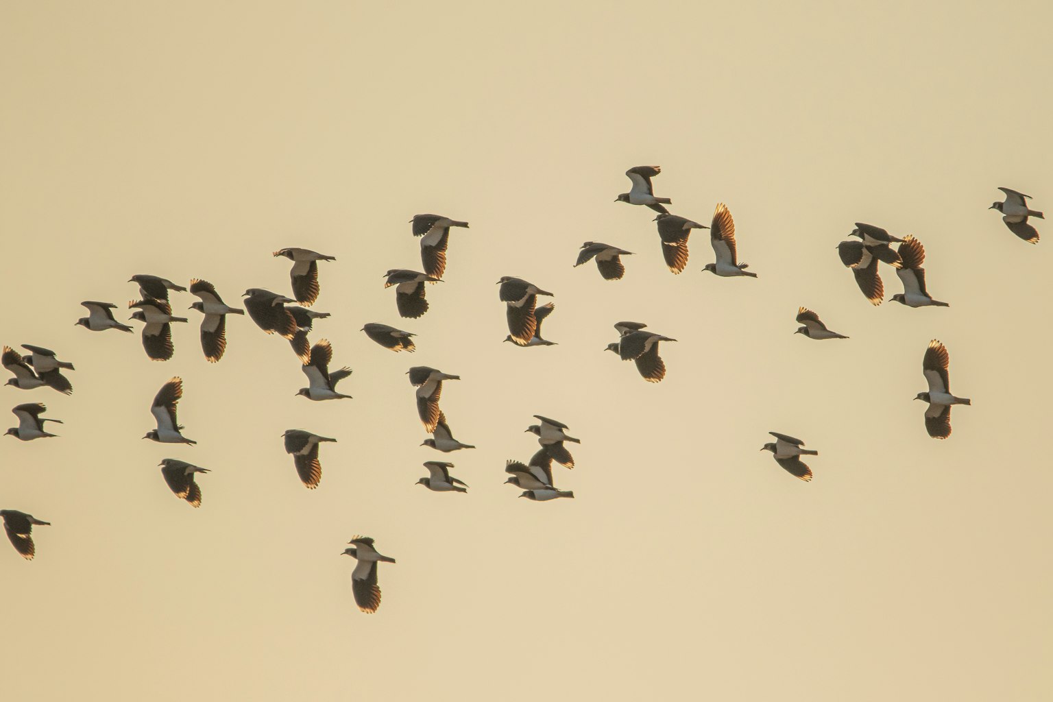 Un grupo de aves volando en el cielo