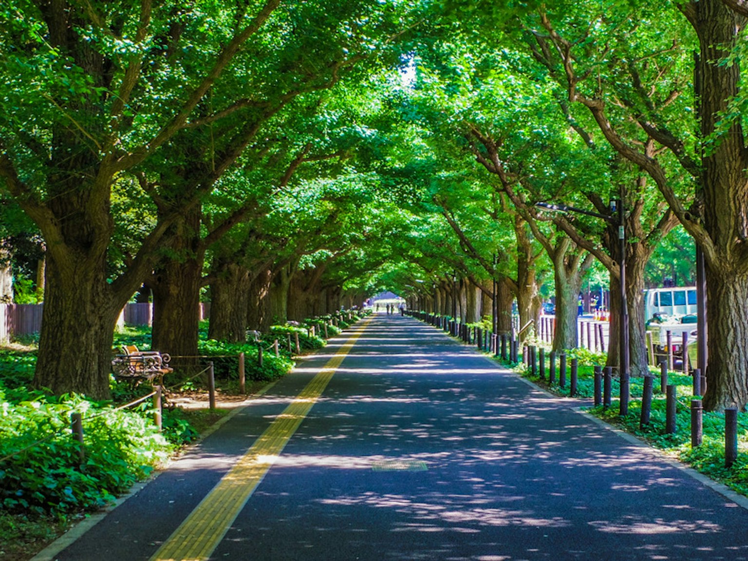 Un sentiero sereno fiancheggiato da alberi verdi