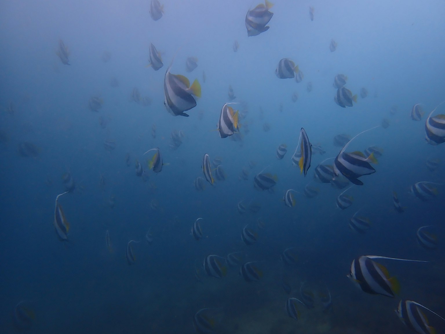許多色彩斑斕的魚在藍色海洋中游泳