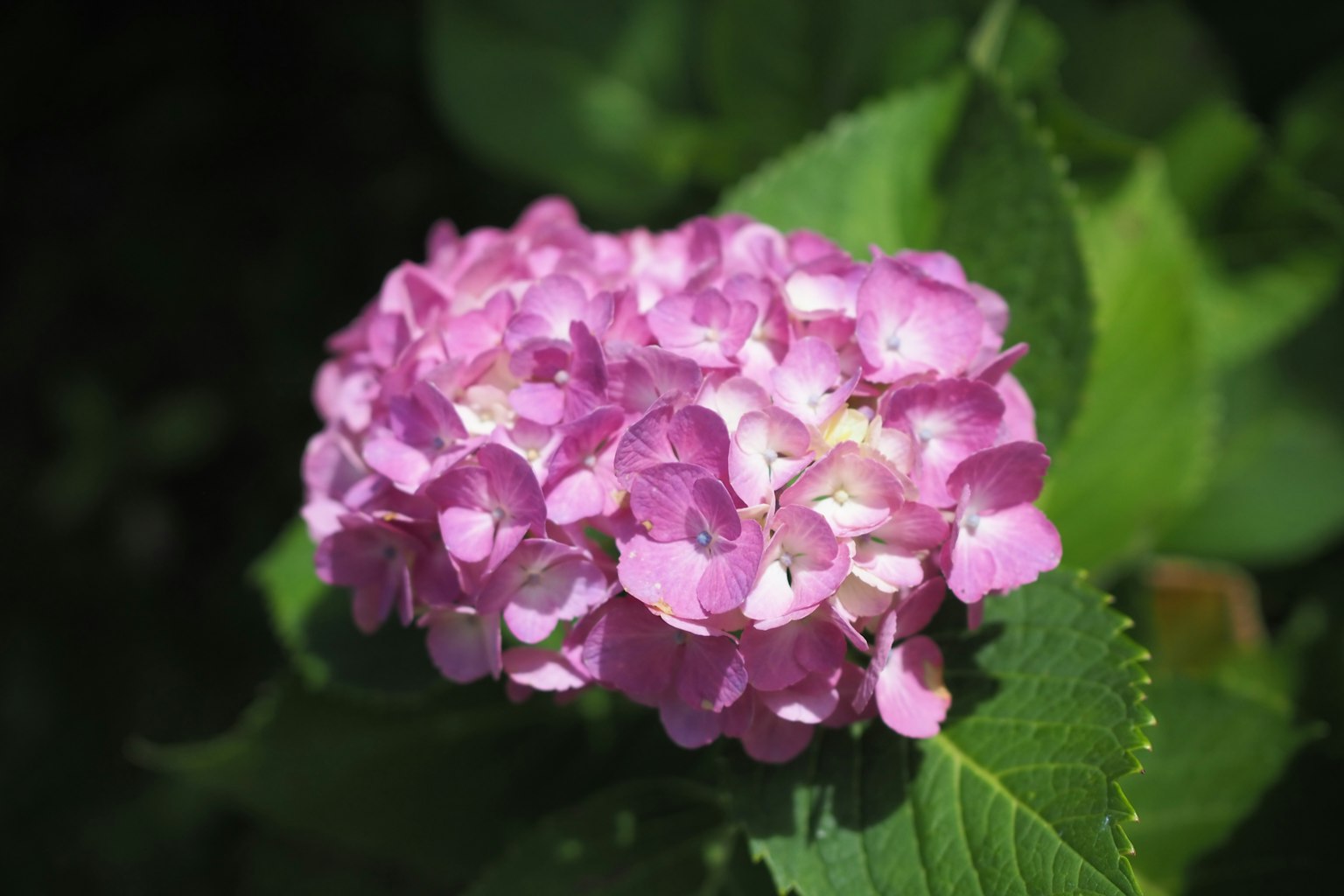 Fiore di ortensia rosa circondato da foglie verdi