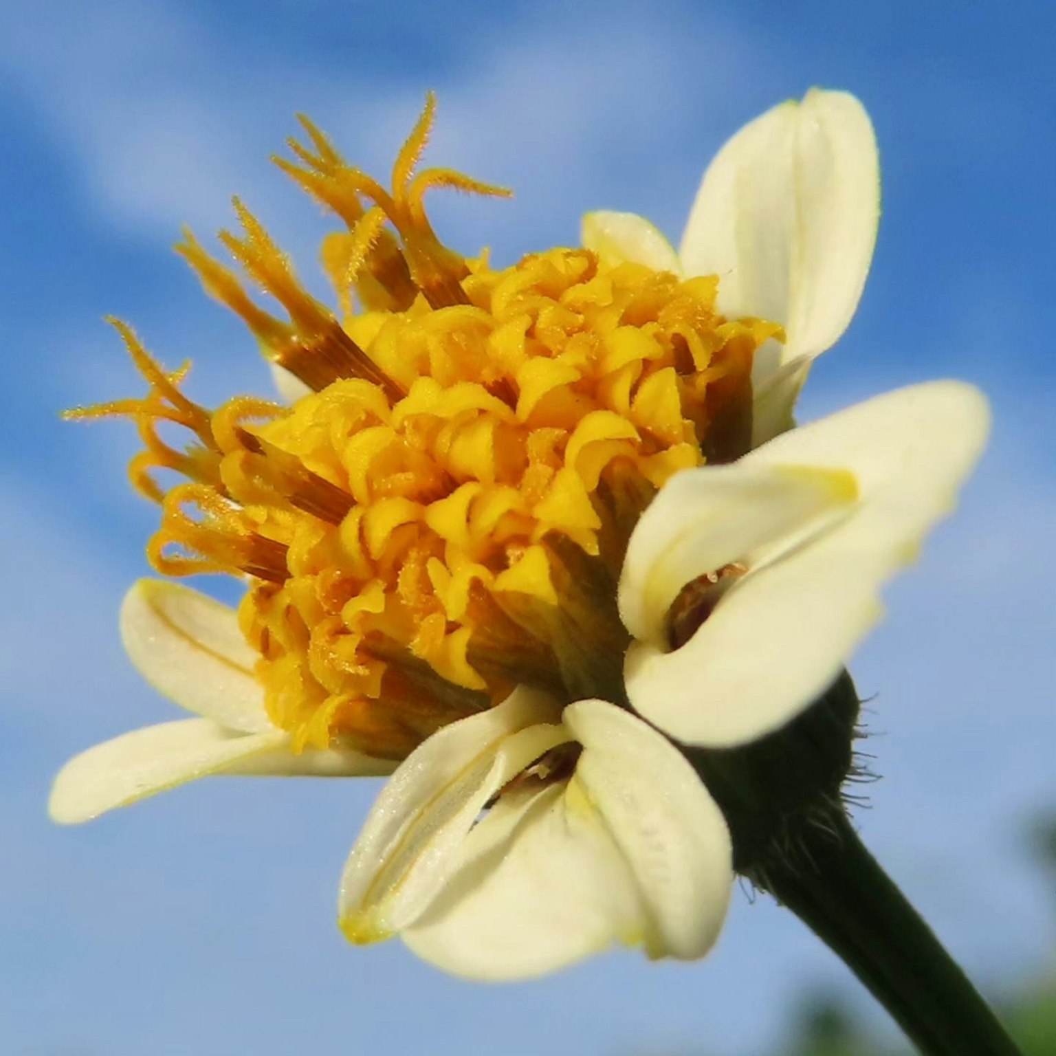 Nahaufnahme einer leuchtend gelben Blume mit weißen Blütenblättern und komplexem Zentrum