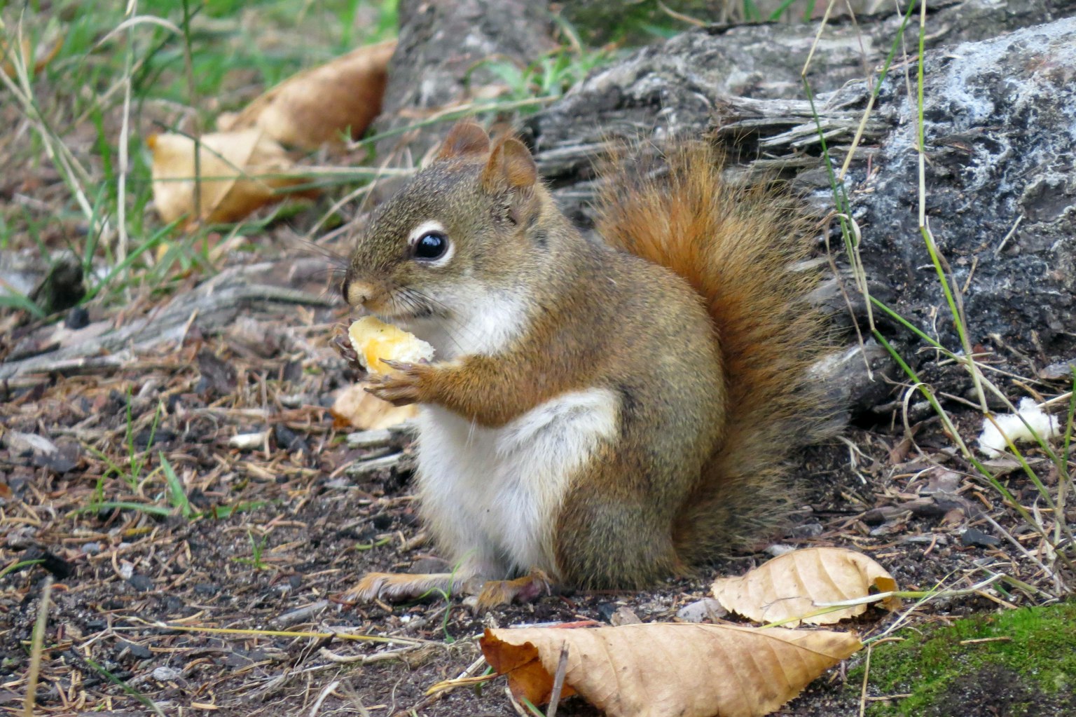 Ein Eichhörnchen, das Futter hält, während es am Boden neben einem Baum sitzt