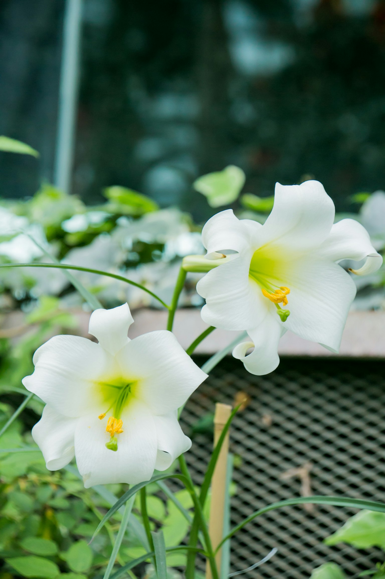 两朵白色的百合花盛开，背景是绿色的叶子