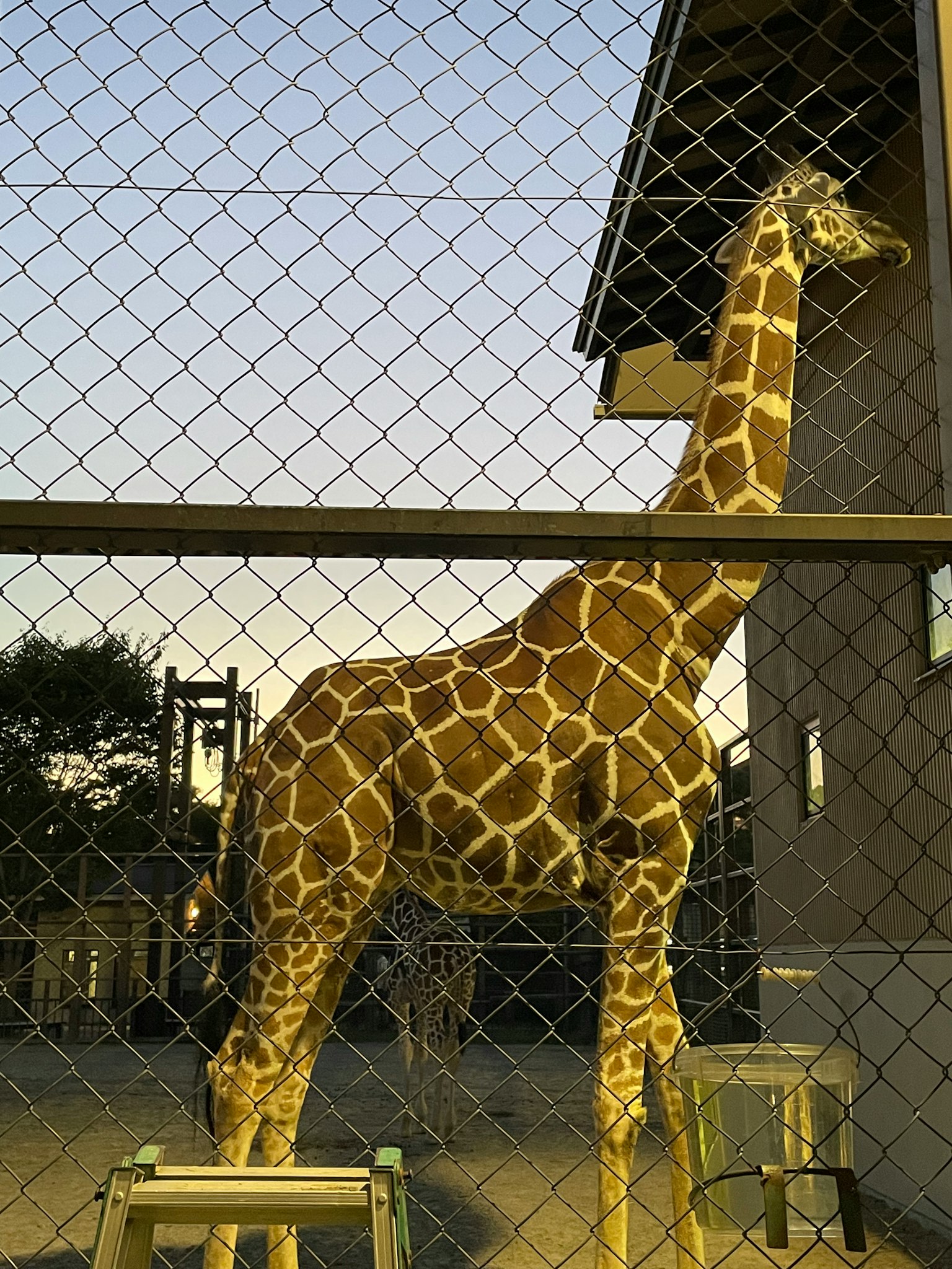 Giraffa che sta dietro una recinzione con un edificio sullo sfondo