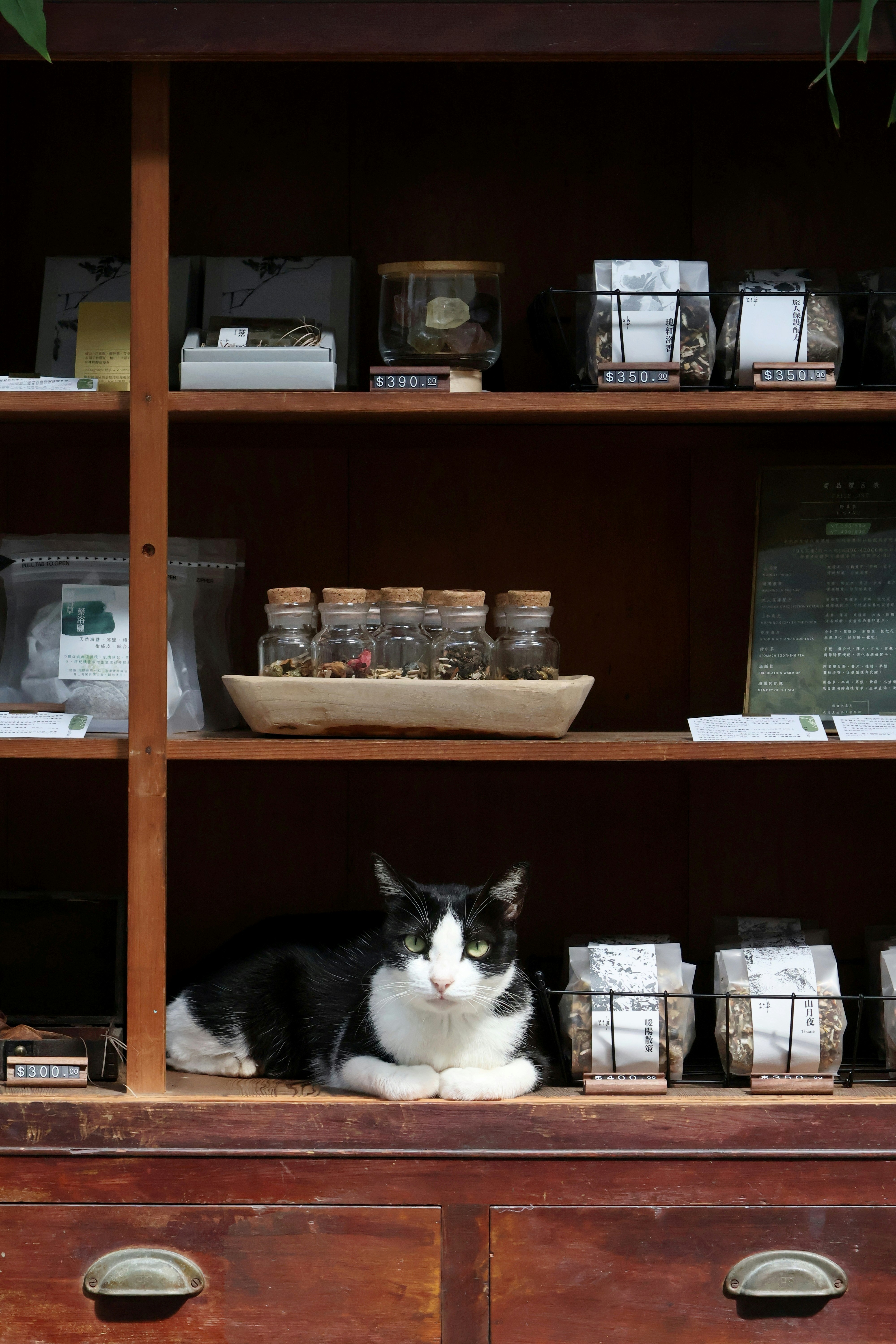 店頭の棚にいる猫と手作り菓子の陳列